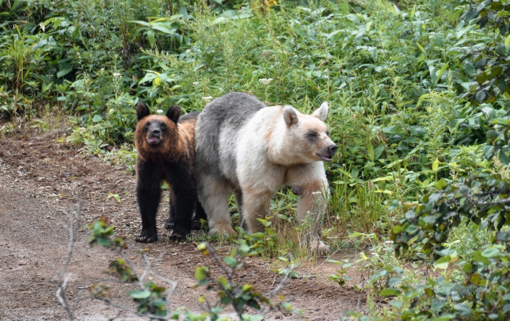 Snow White and Baby - The Bears, The photo, Artur Murzakhanov, Photostory, Longpost