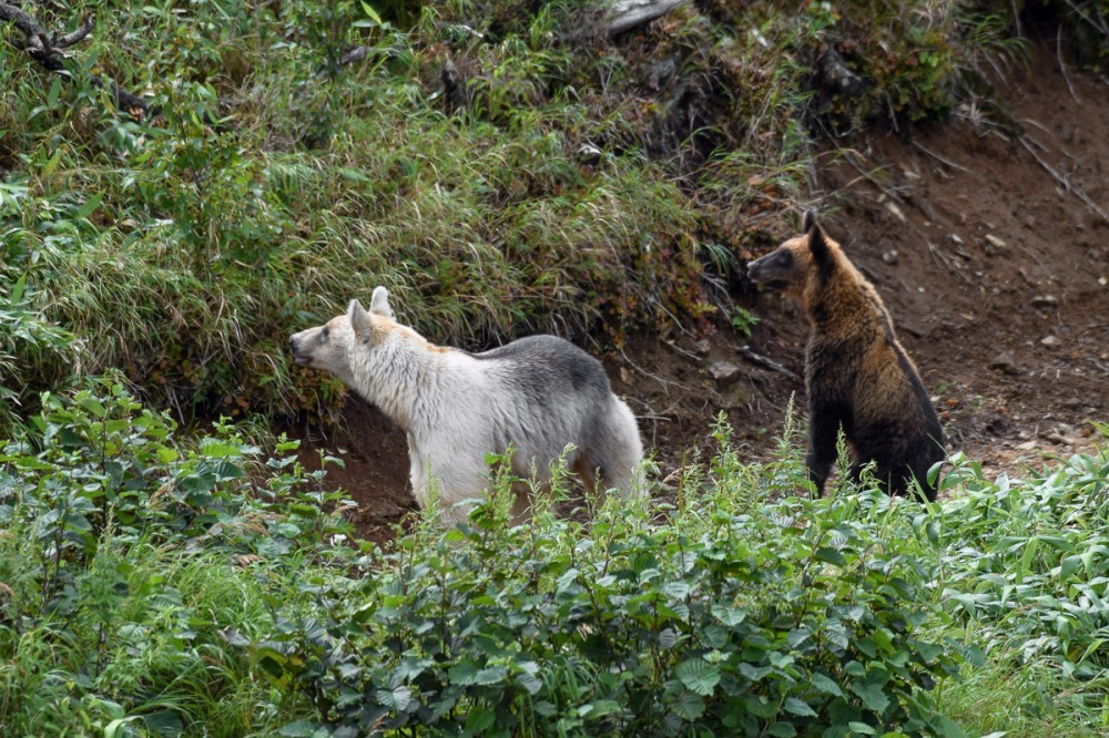 Snow White and Baby - The Bears, The photo, Artur Murzakhanov, Photostory, Longpost