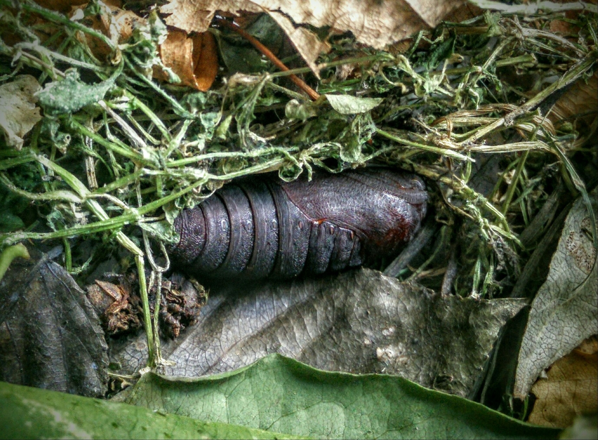 Poplar hawk. - My, Hawk, Butterfly, Caterpillar, Chrysalis, Poplar brazhnik, Growing, Entomology, Insects, Longpost