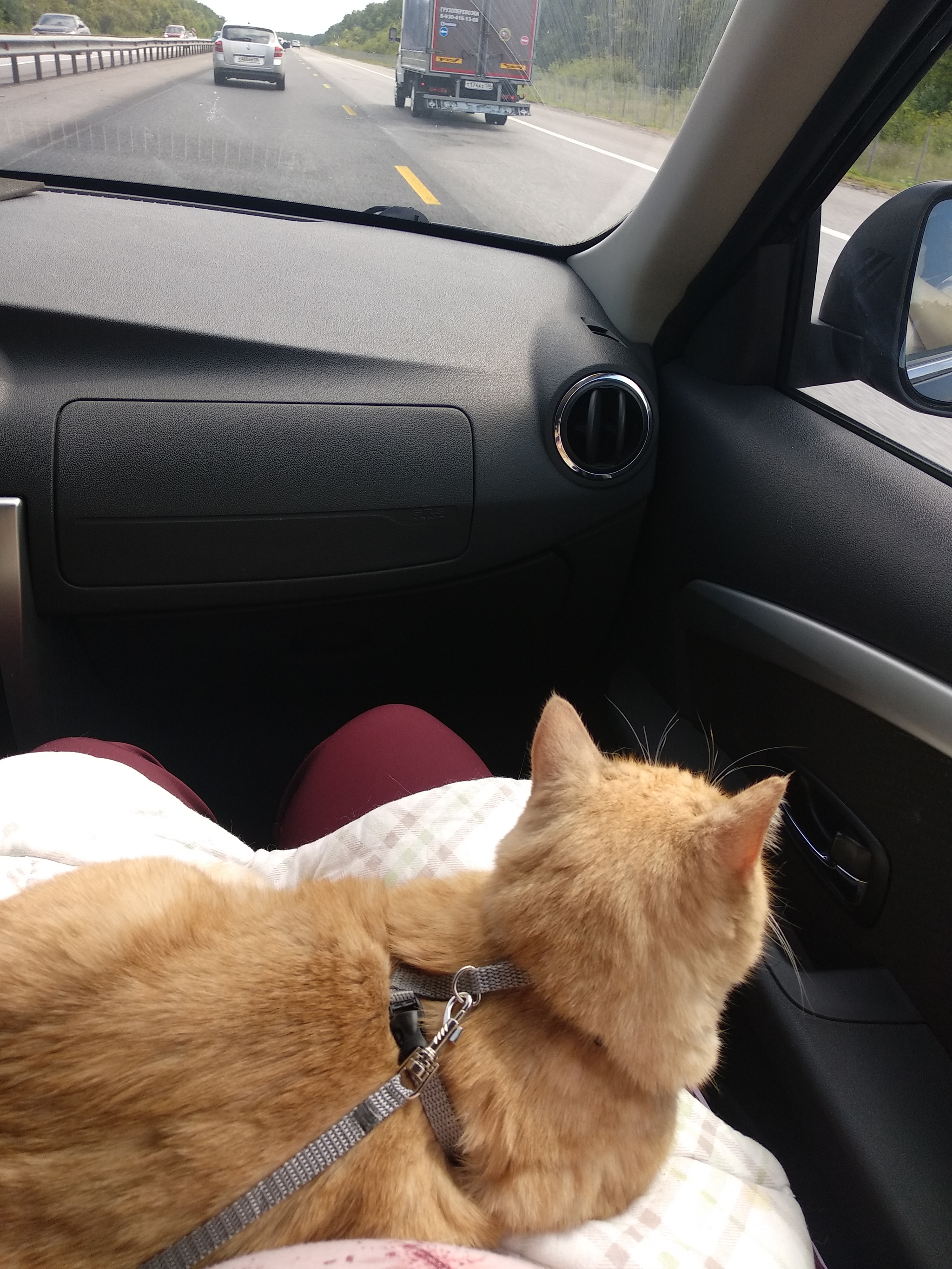 On vacation by car with a cat. - My, cat, Travelling with animals, Vacation, Longpost, Travels