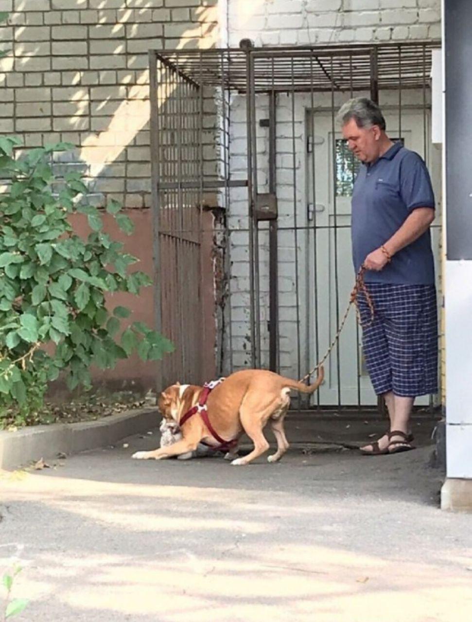 Живодер в Курске | Пикабу