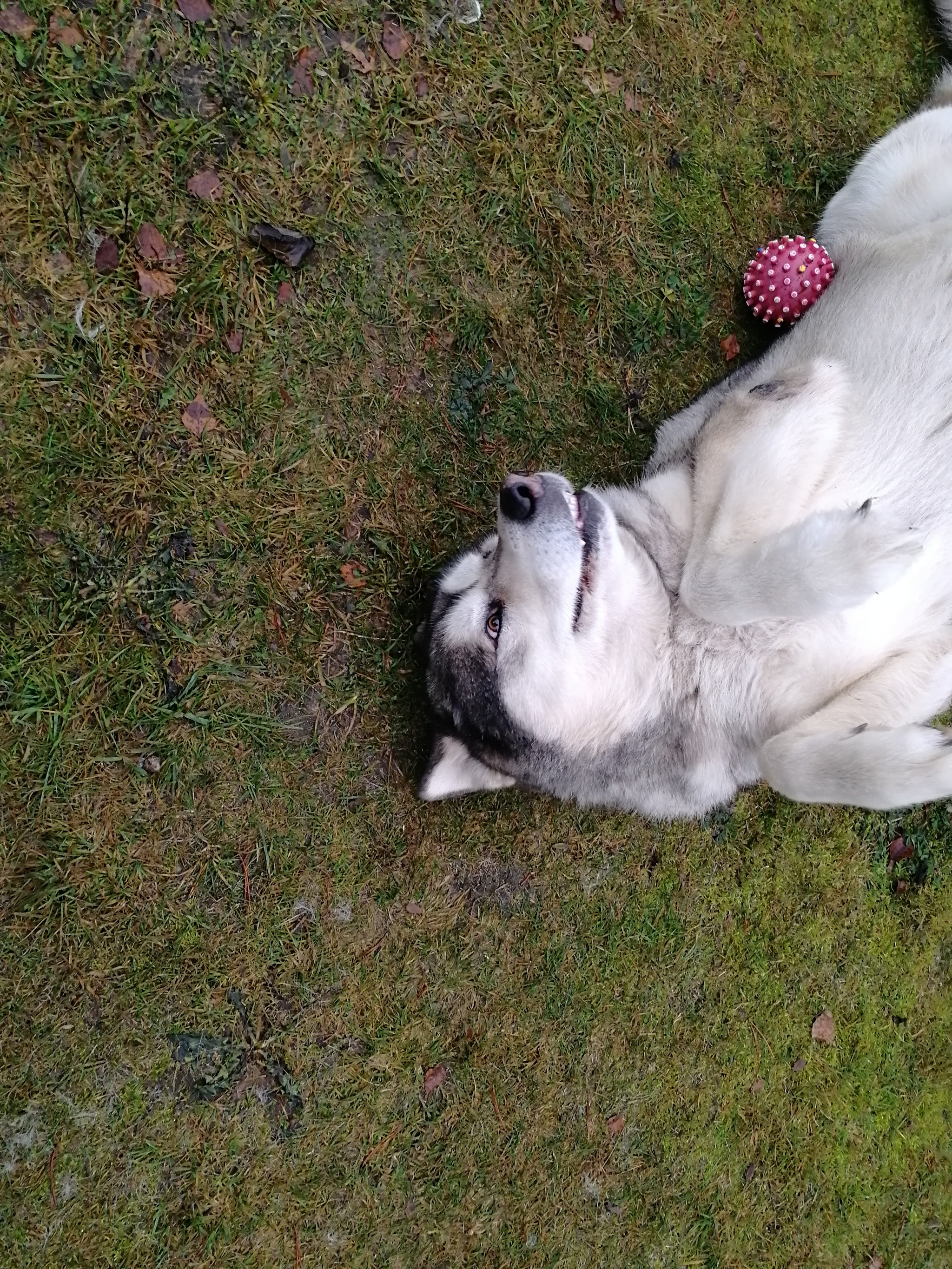 Gray - My, Dog, Alaskan Malamute, Friend, Brother, Pet, Longpost, cat, Pets