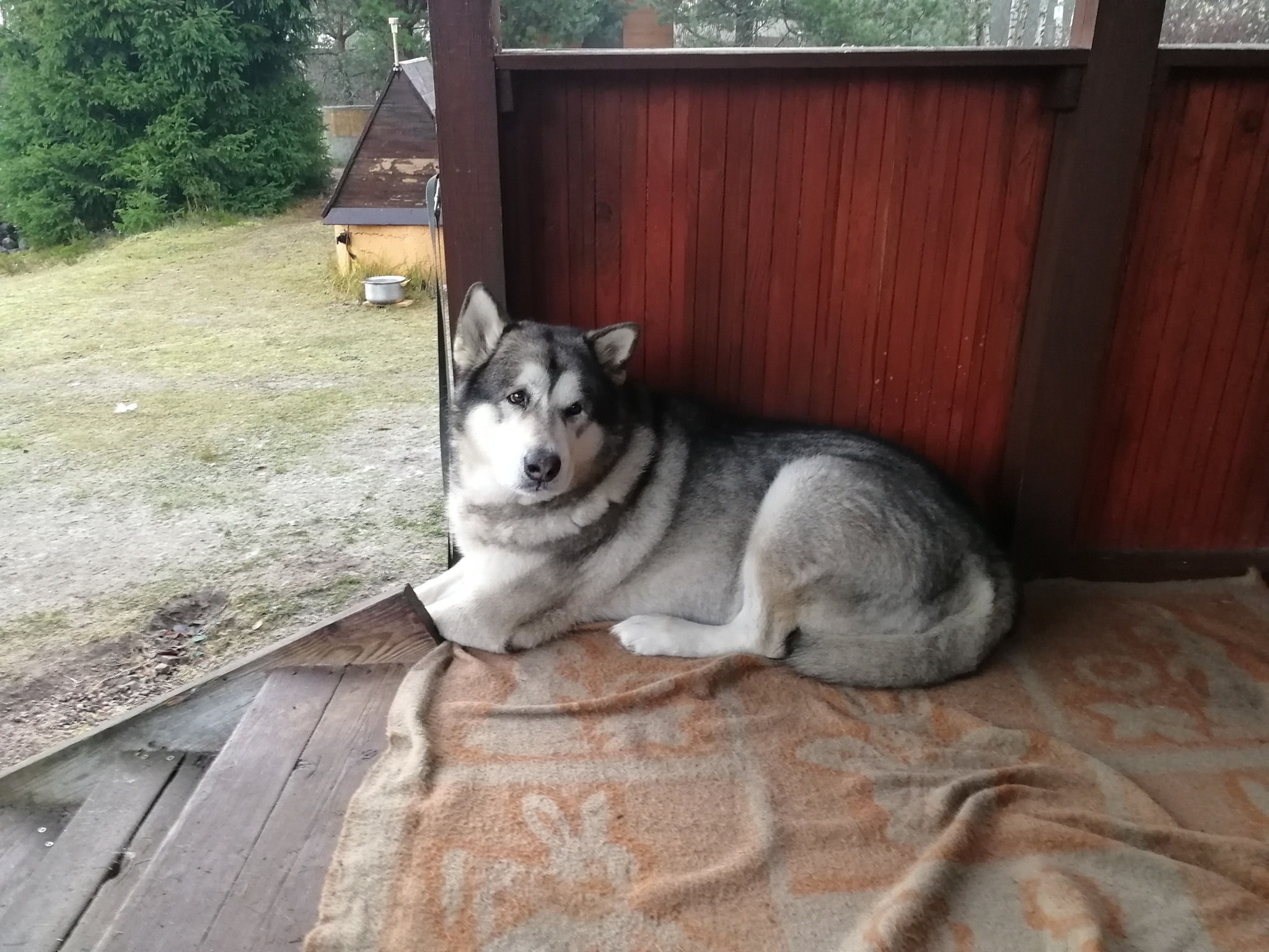 Gray - My, Dog, Alaskan Malamute, Friend, Brother, Pet, Longpost, cat, Pets