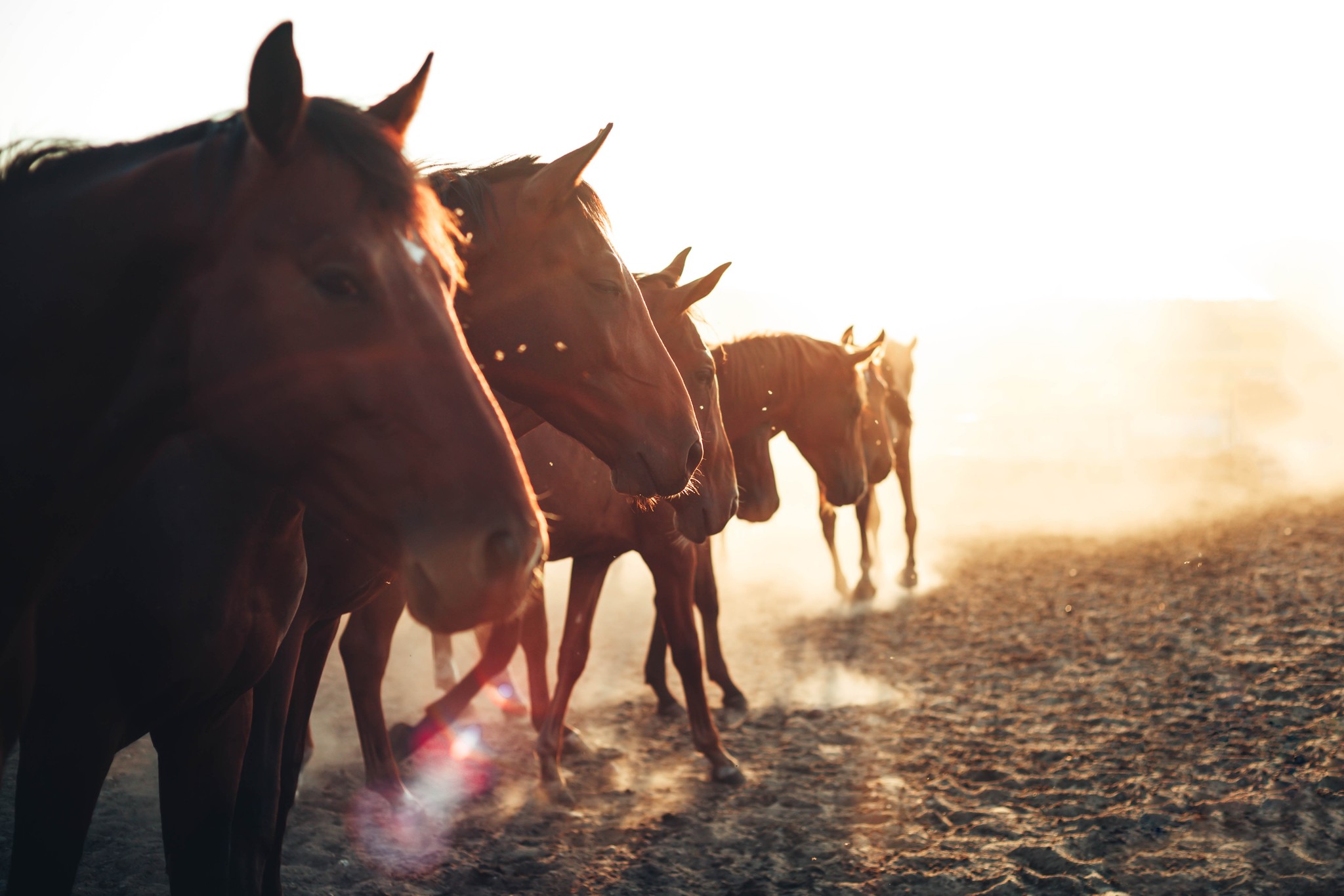 Visiting the herd - My, Horses, Sunset, Herd