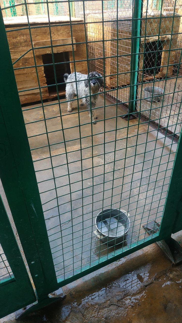 Found standard schnauzer - My, Found a dog, The dog is missing, Lost, Standard Schnauzer, Minsk, Minsk Oblast, Longpost, No rating