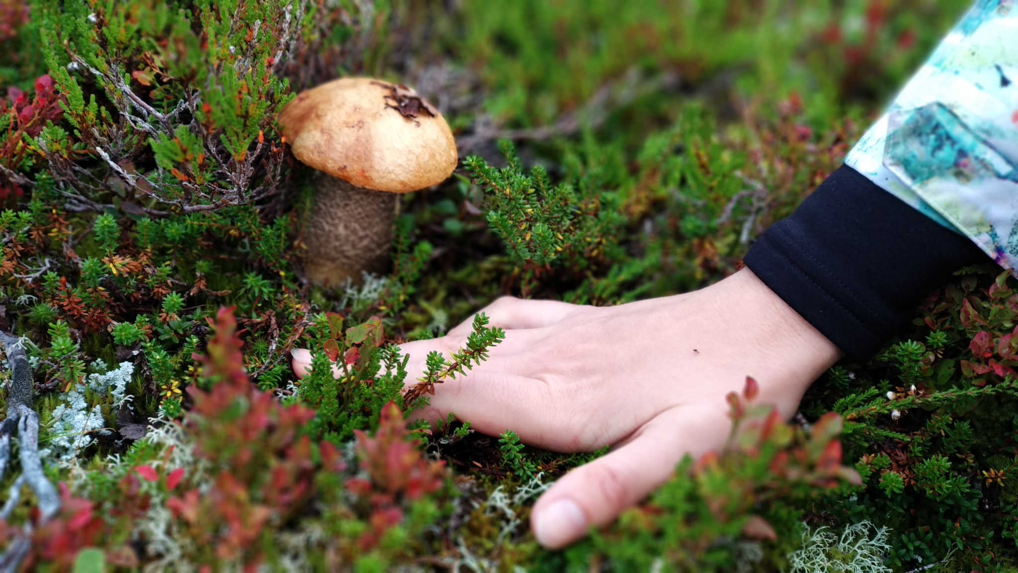 Mushrooms in Norway - My, Miracle Mushrooms, Norway, Forest, Mushrooms, Longpost