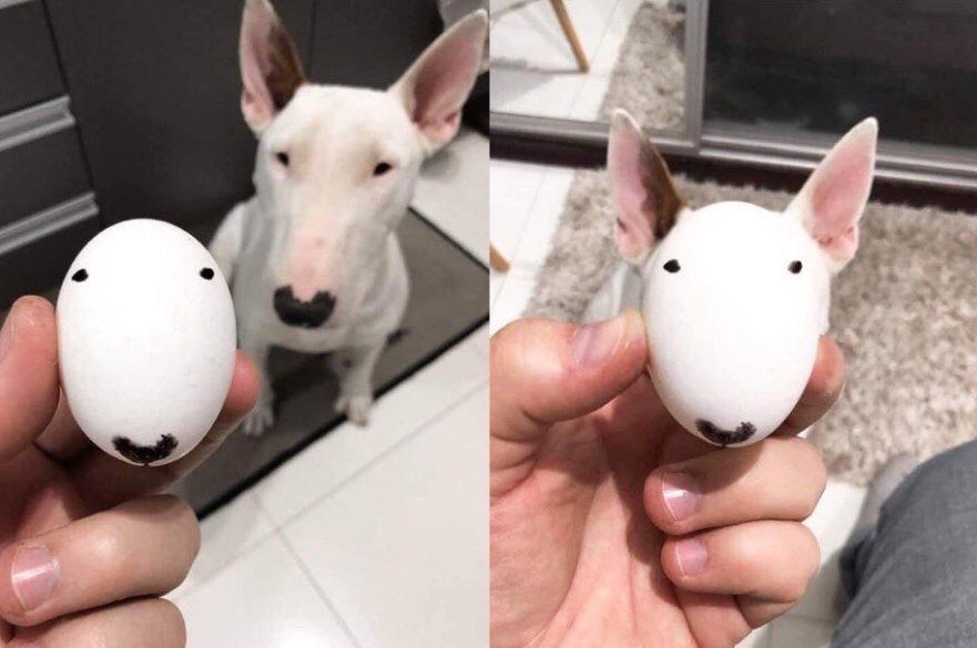 No difference - Bull terrier, Egg, No difference, Humor, Dog