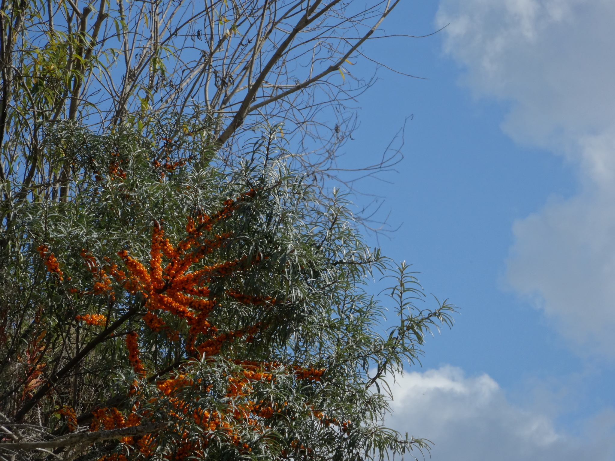 sea ??buckthorn desert - My, Sandstone, Berezovsky, Career, Sea buckthorn, Longpost