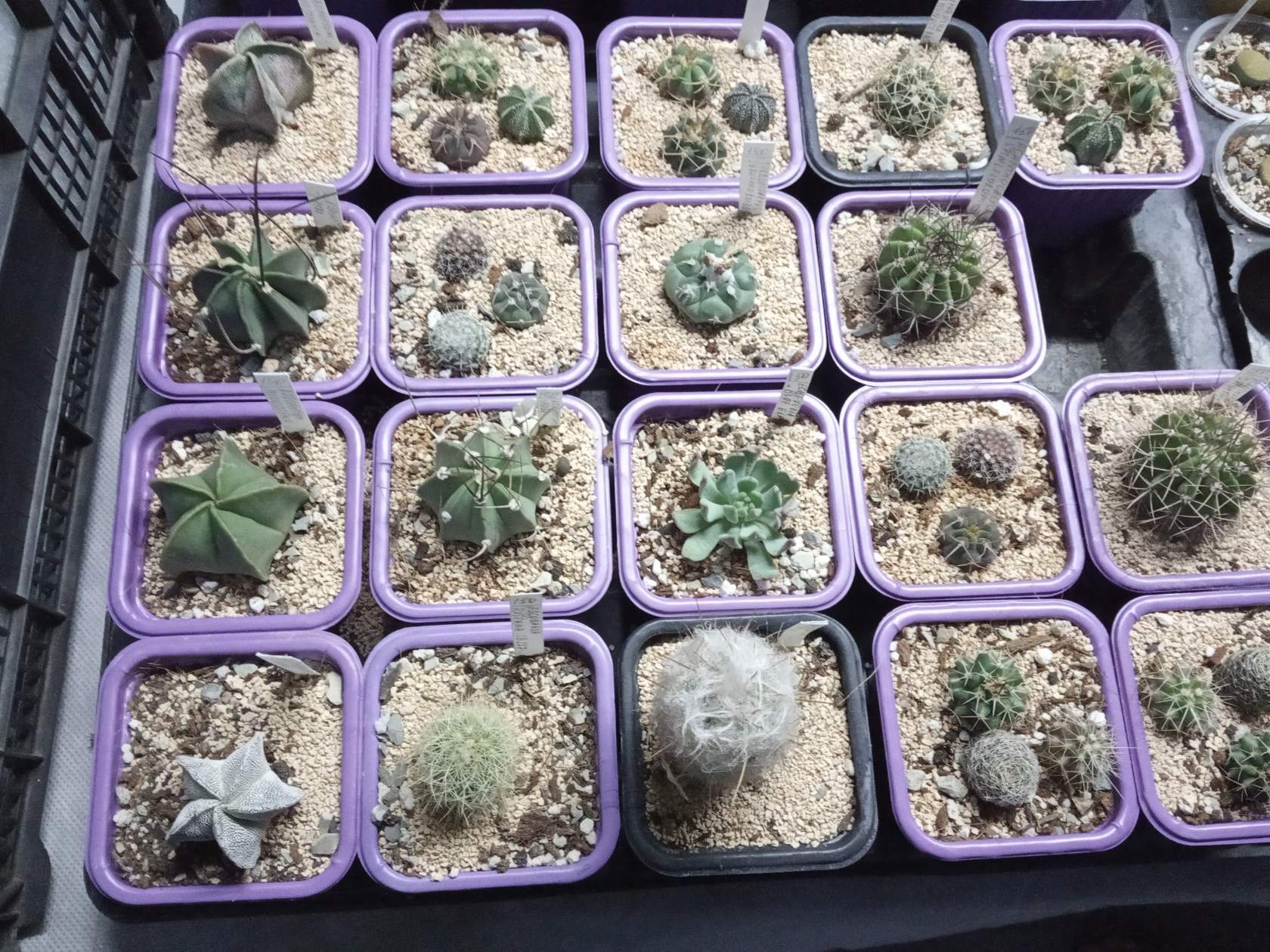 How much time and effort does it take to assemble such a collection? - My, Succulents, Cactus, Houseplants, Longpost