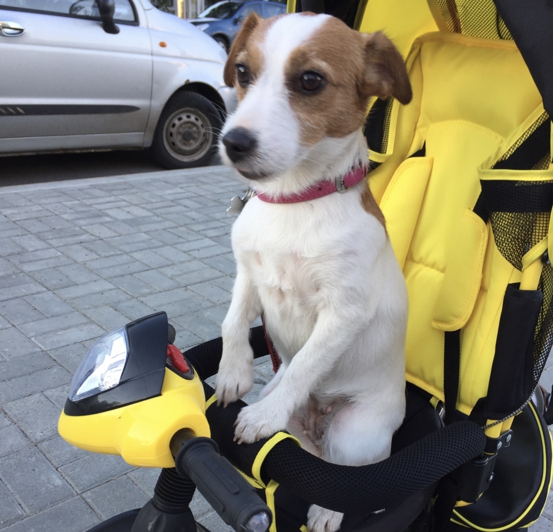 DogBicycle carrier - My, Dog, beauty