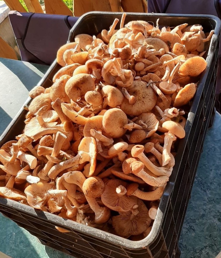 Collection of mushrooms. - My, Honey mushrooms, Mushrooms, Longpost