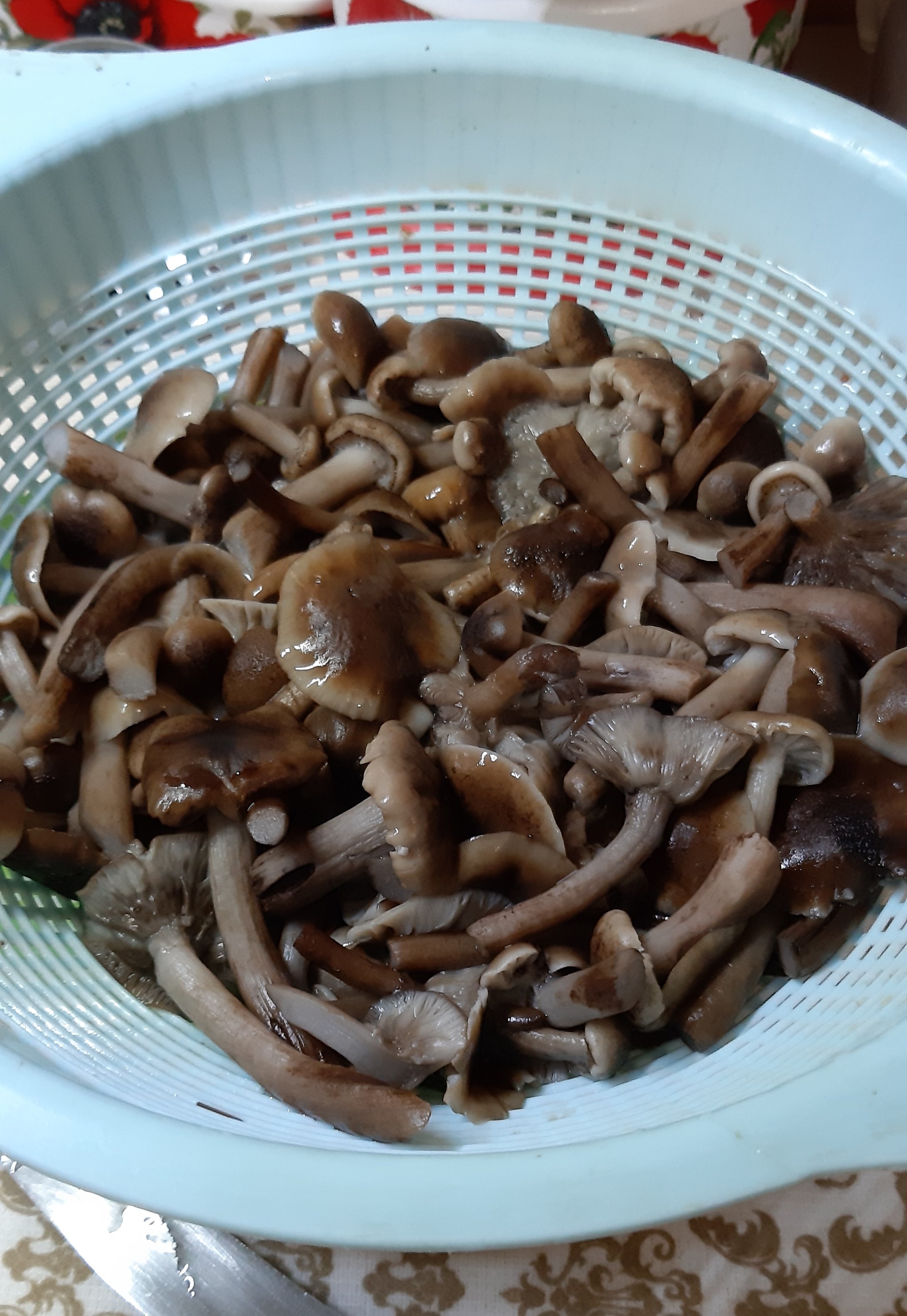 Collection of mushrooms. - My, Honey mushrooms, Mushrooms, Longpost