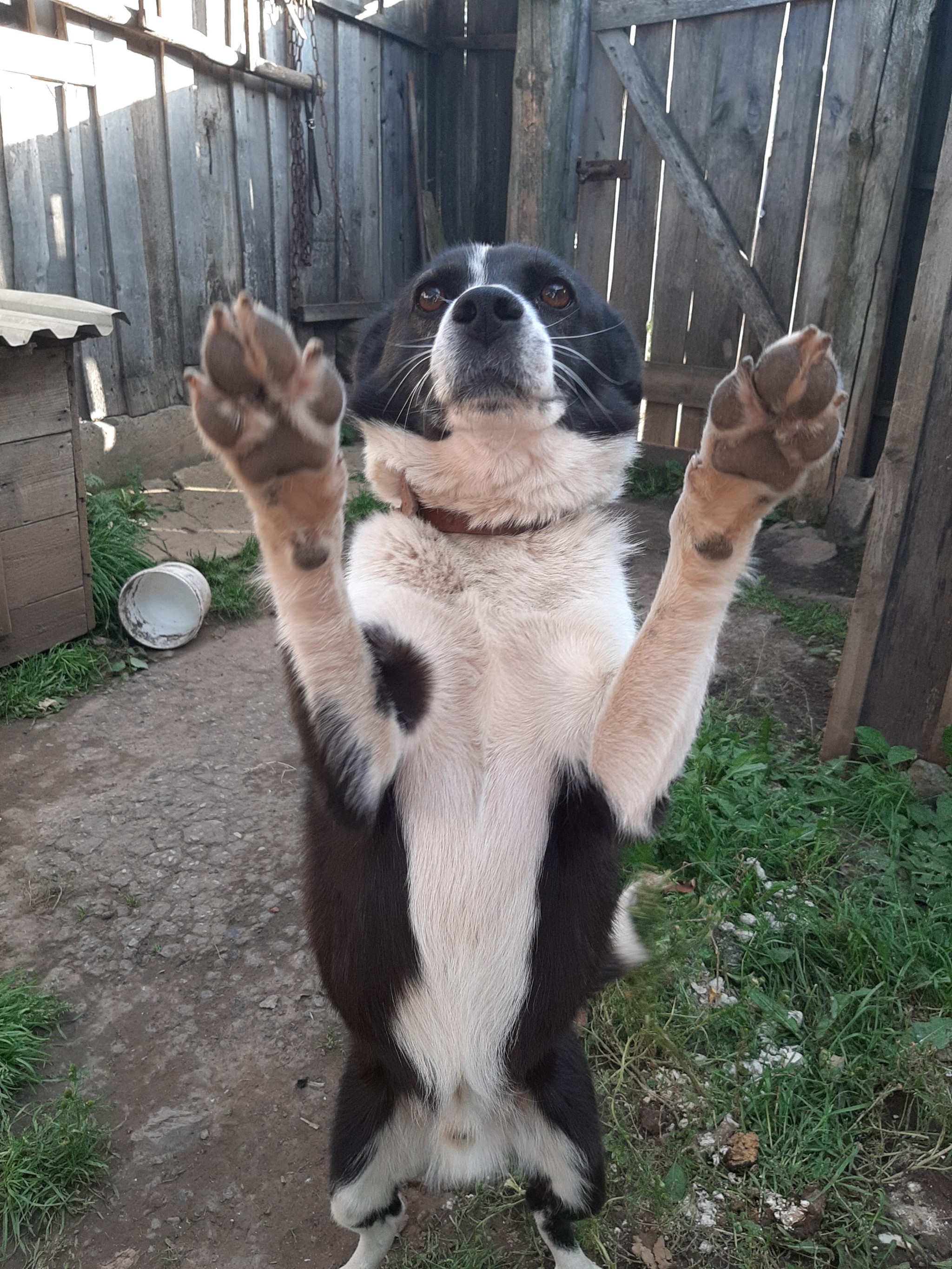 Meeting with a friend. - My, Friend, Joy, Meeting, Longpost, Dog