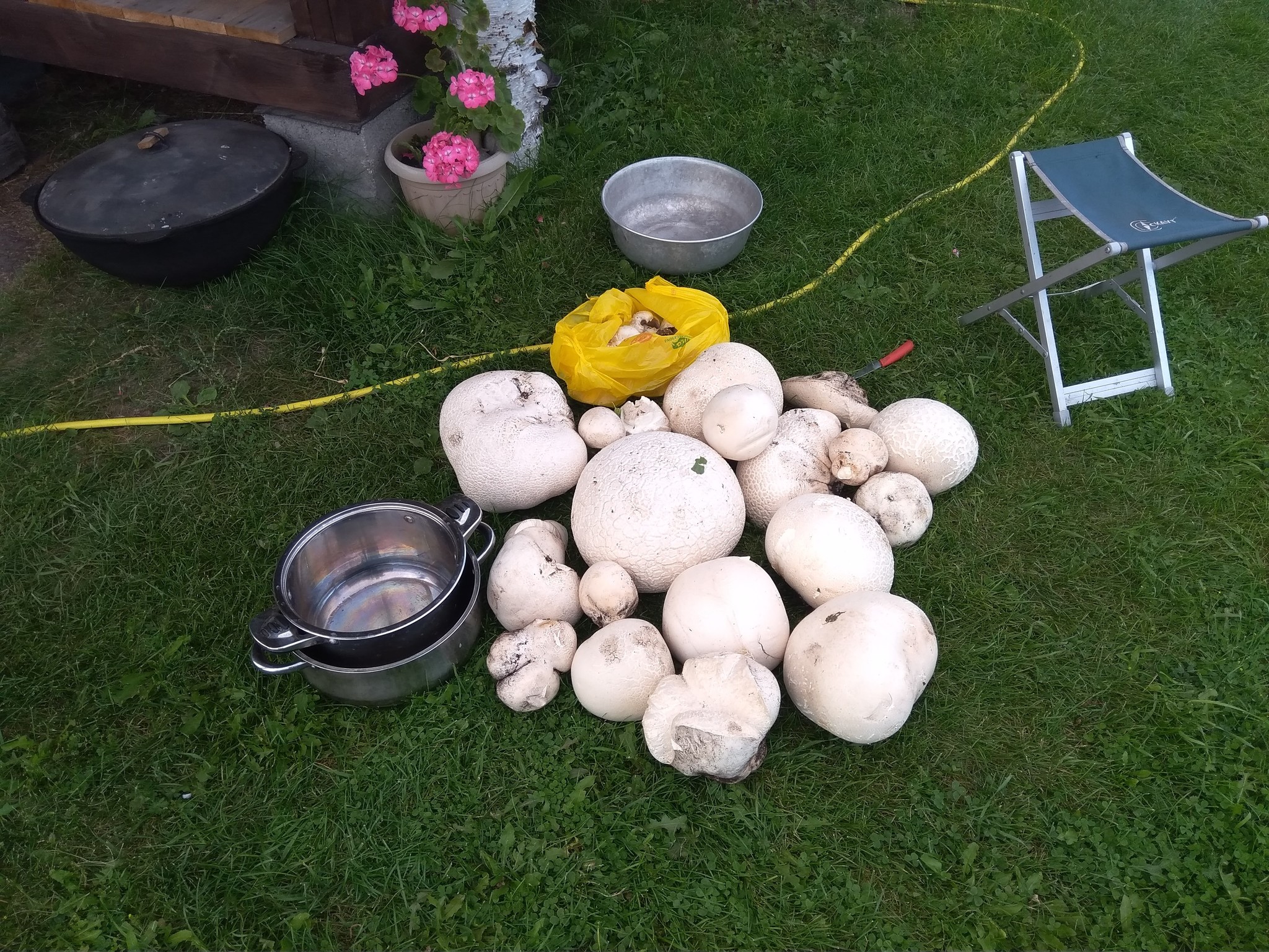 Silent hunt - My, Silent hunt, Mushrooms, Raincoat, Longpost