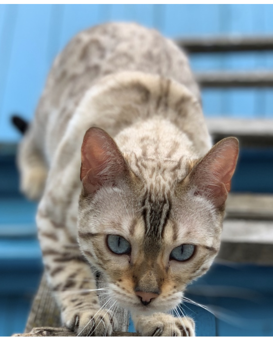 Lost Bengal cat in Gelendzhik. - My, Lost, Lost cat, Pets, Help, Bengal cat, cat, Gelendzhik, Longpost, No rating