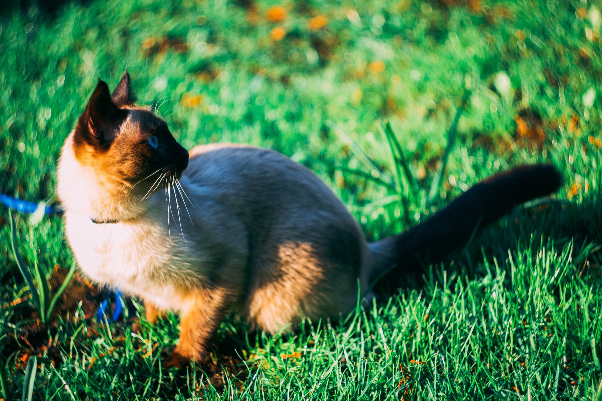 Photography for yourself, soul and for the sake of interest - My, The photo, Manual optics, Helios44-2, , Canon, Photo processing, Nature, For the soul, Longpost, Helios44-2, Helios 40