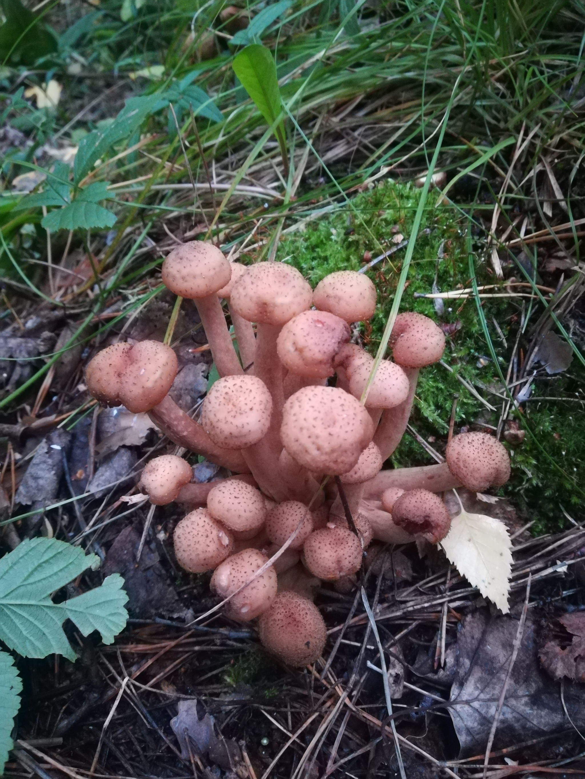 Krasnoyarsk harvest - My, Mushrooms, Positive, Nature, Krasnoyarsk