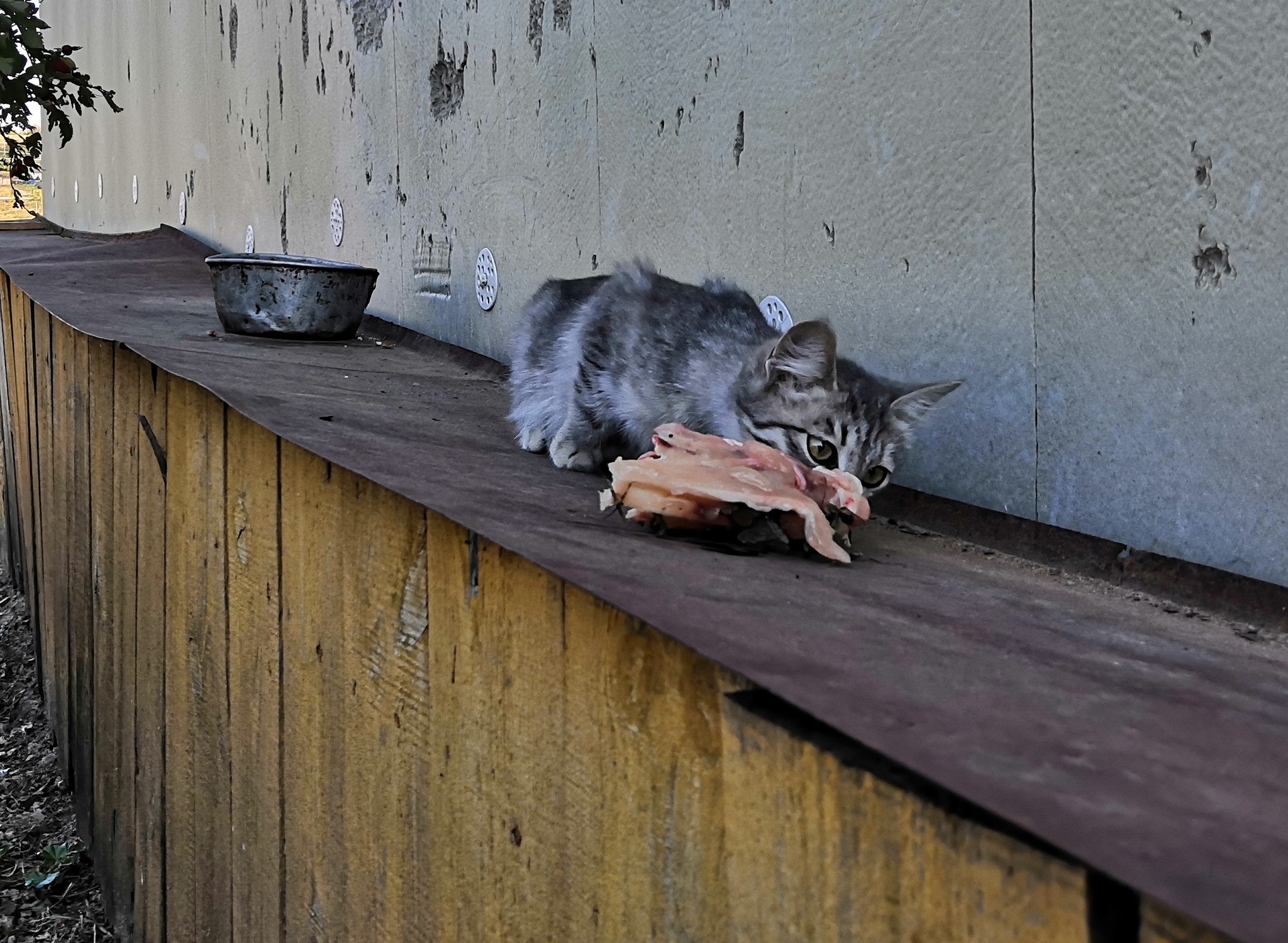 Дикие мордахи - Моё, Котомафия, Село, Длиннопост, Кот, Котомофия