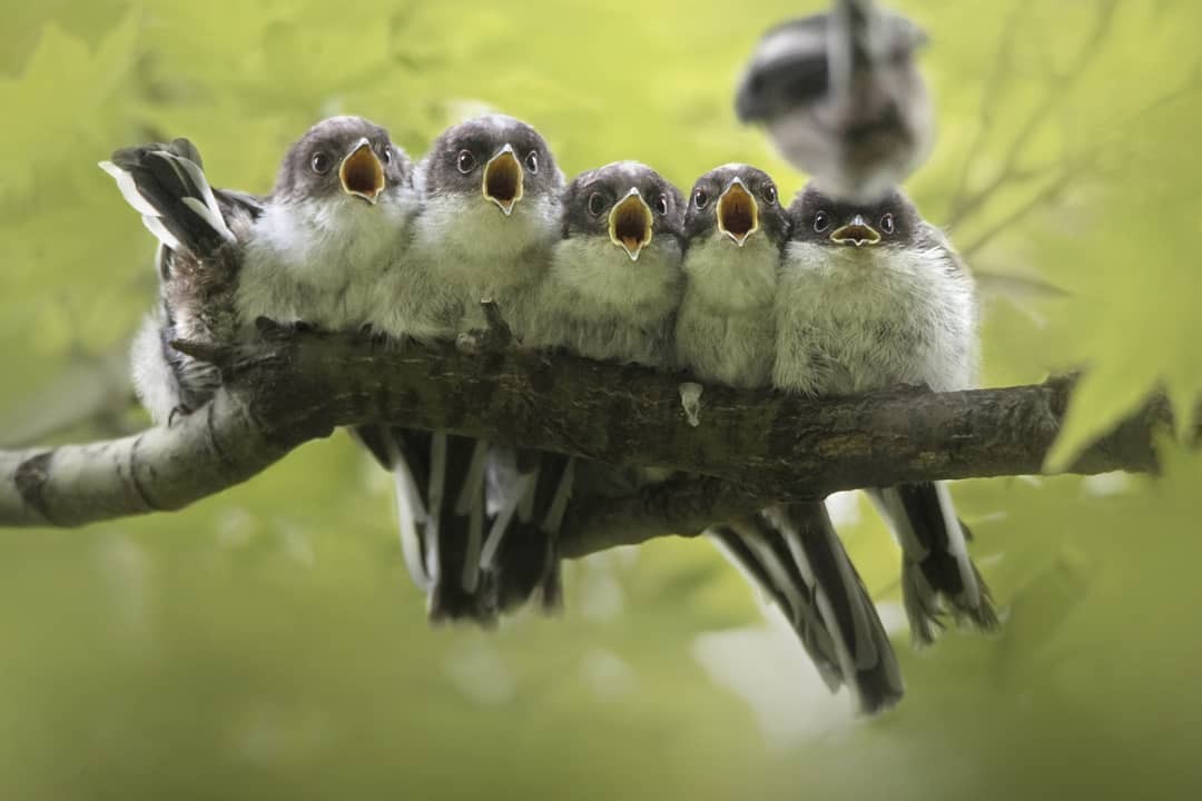 Get a little refreshment - The photo, Birds, Chick, Long-tailed