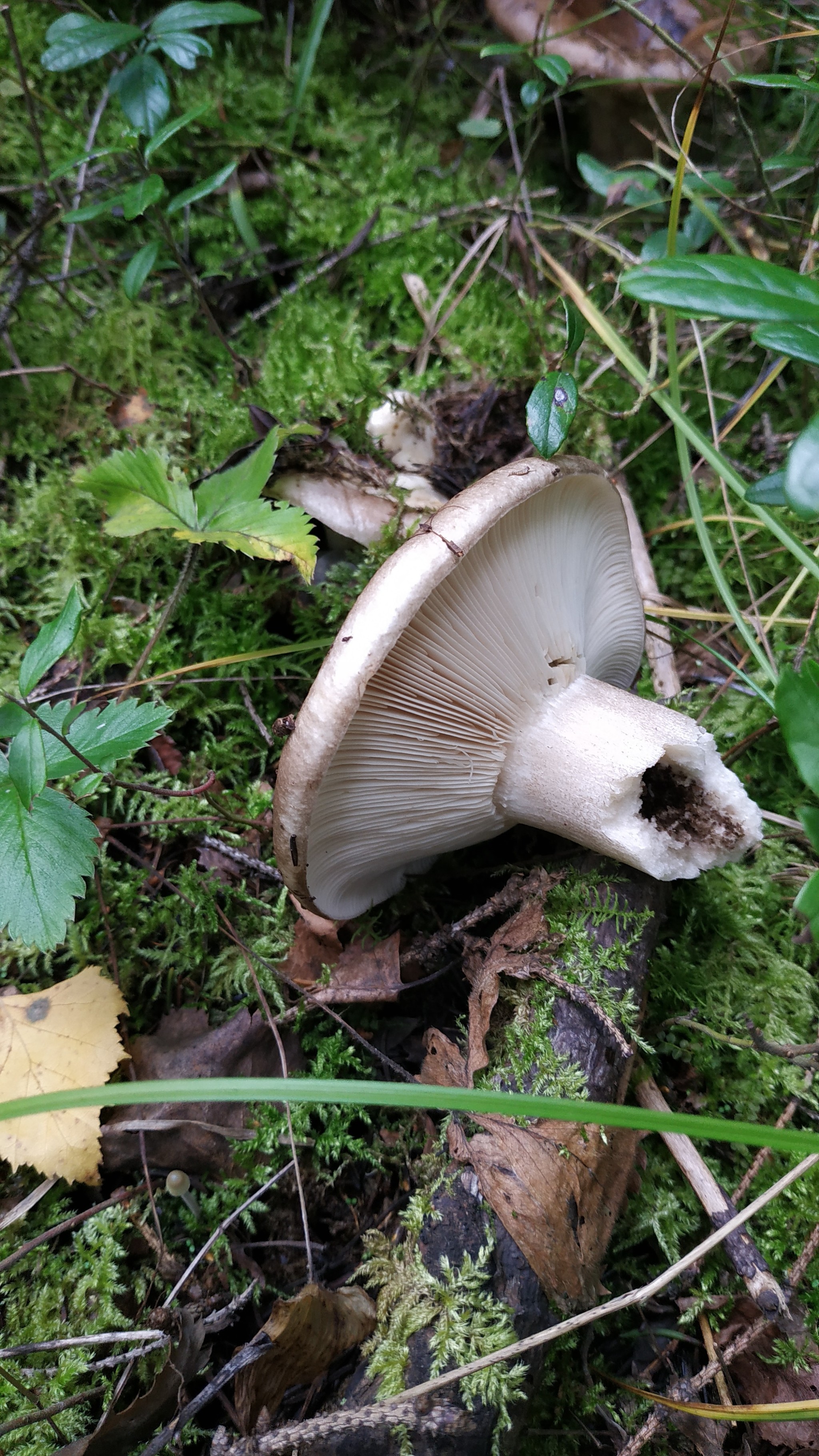 Can you tell me what kind of mushroom? - Mushrooms, Mushroom season, Longpost