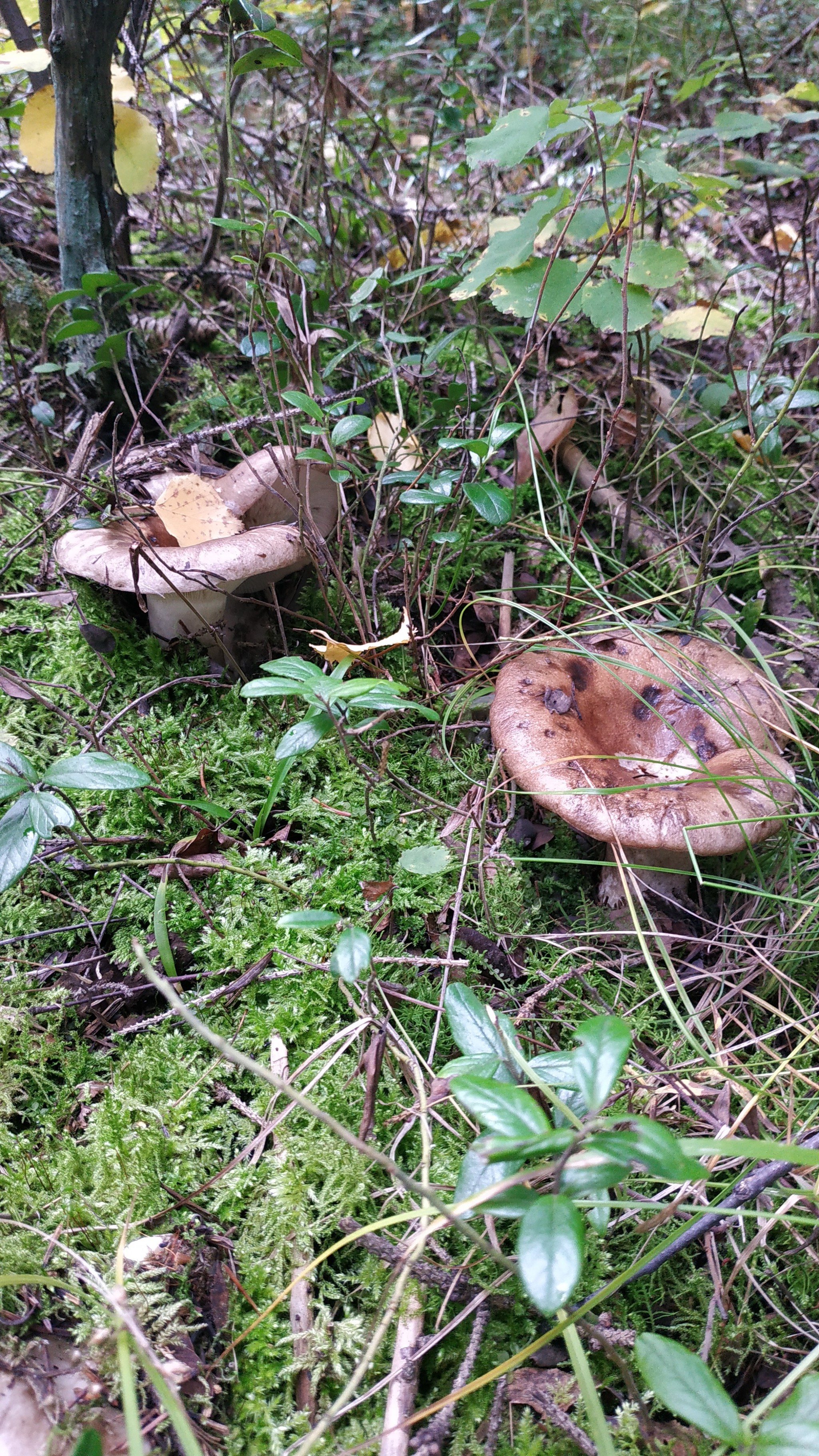 Can you tell me what kind of mushroom? - Mushrooms, Mushroom season, Longpost