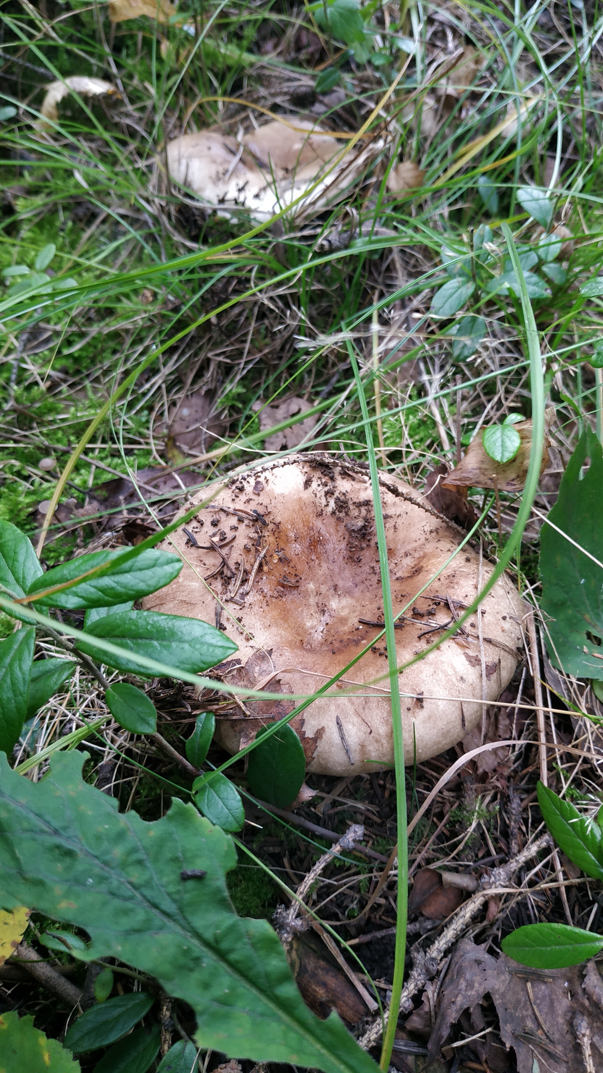 Can you tell me what kind of mushroom? - Mushrooms, Mushroom season, Longpost