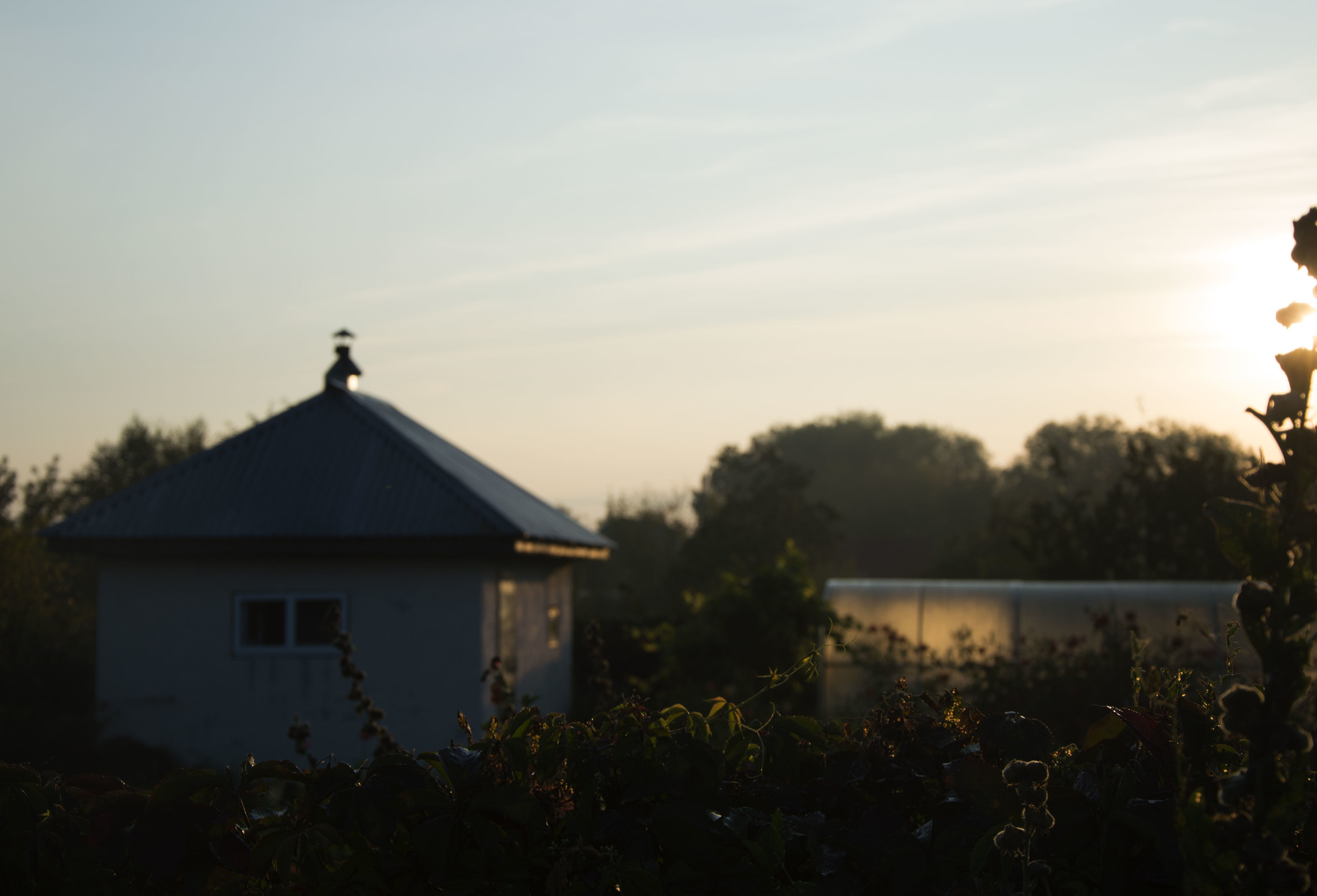 Foggy morning - My, The photo, Beginning photographer, Morning, Fog, Autumn, Creation, Sunny, The sun