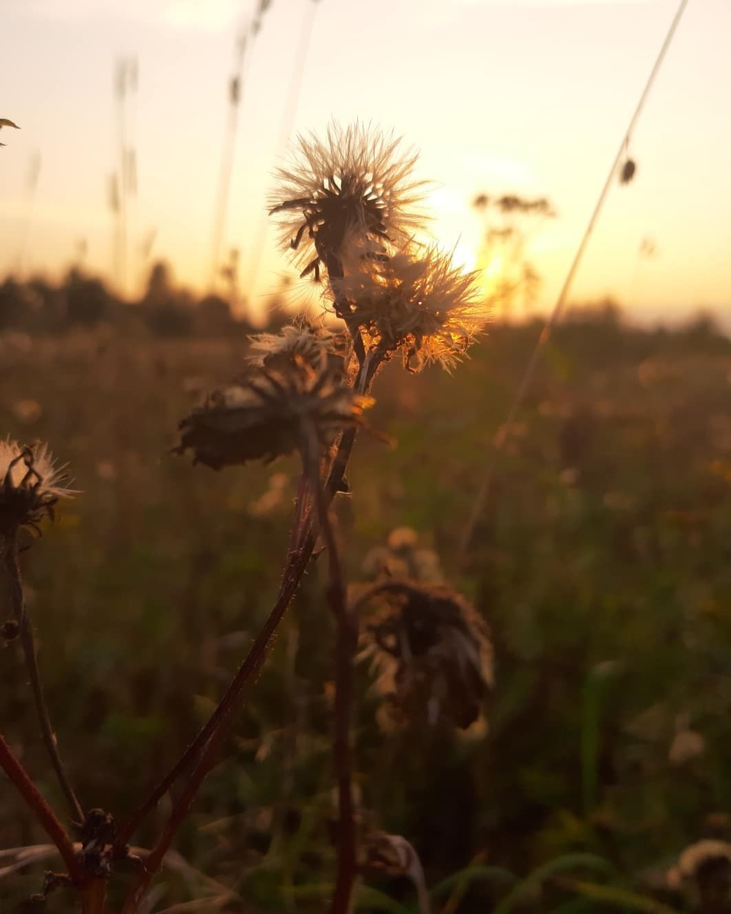 Almost autumn... - My, Mobile photography, Autumn, beauty of nature, Life is Beautiful, Longpost