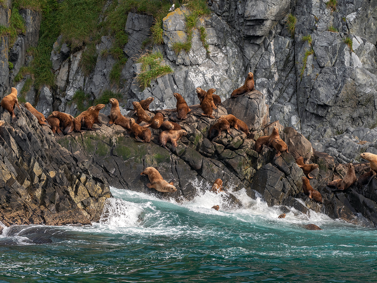 This is a strange place Kamchatka (c) - Kamchatka, , The Bears, Sea lions, Longpost, Koryaksky Volcano, Avachinsky volcano, Kozelsky Volcano, Vilyuchinsky volcano