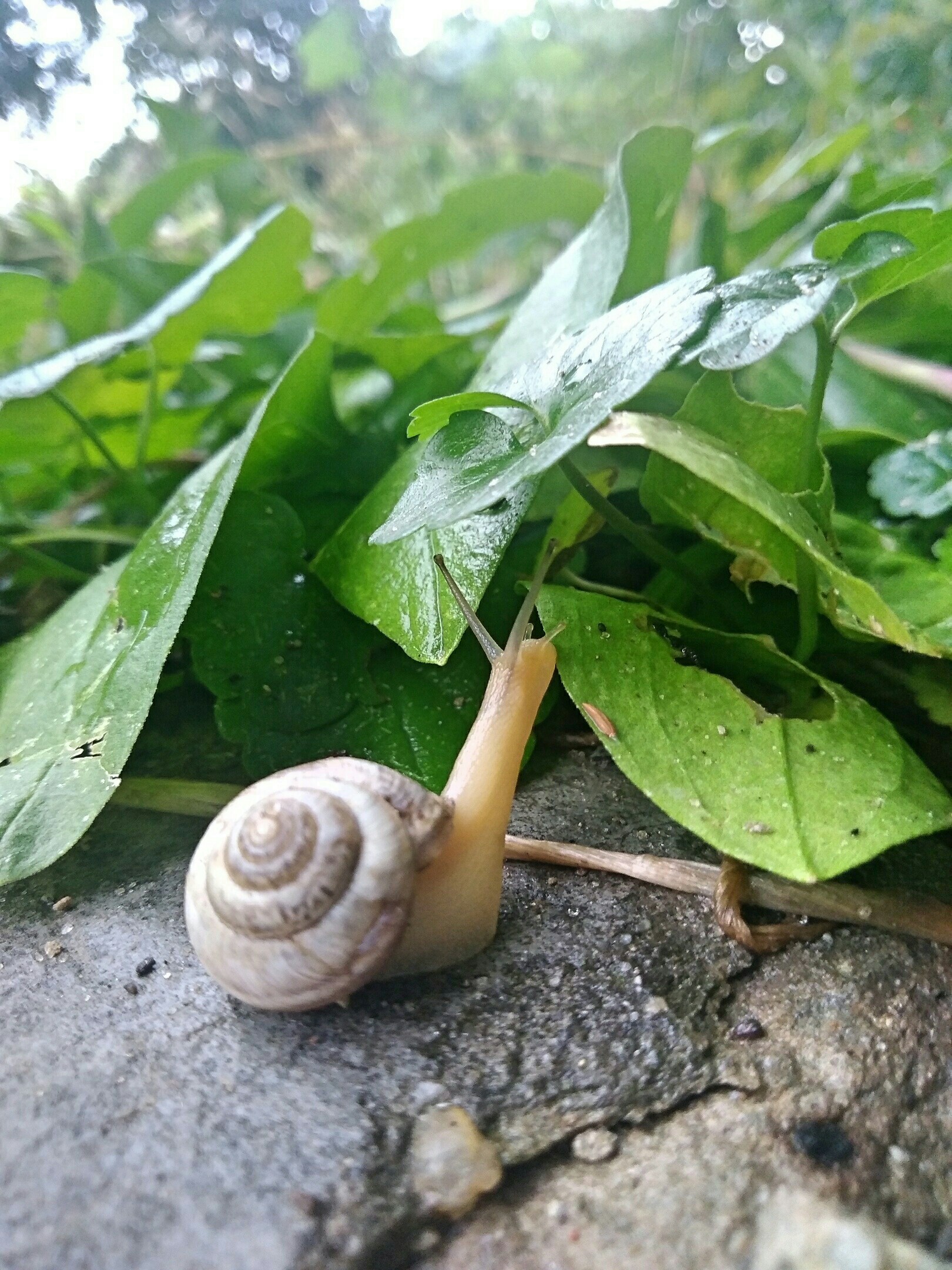 After the rain - My, Nature, Animals, The photo, Longpost