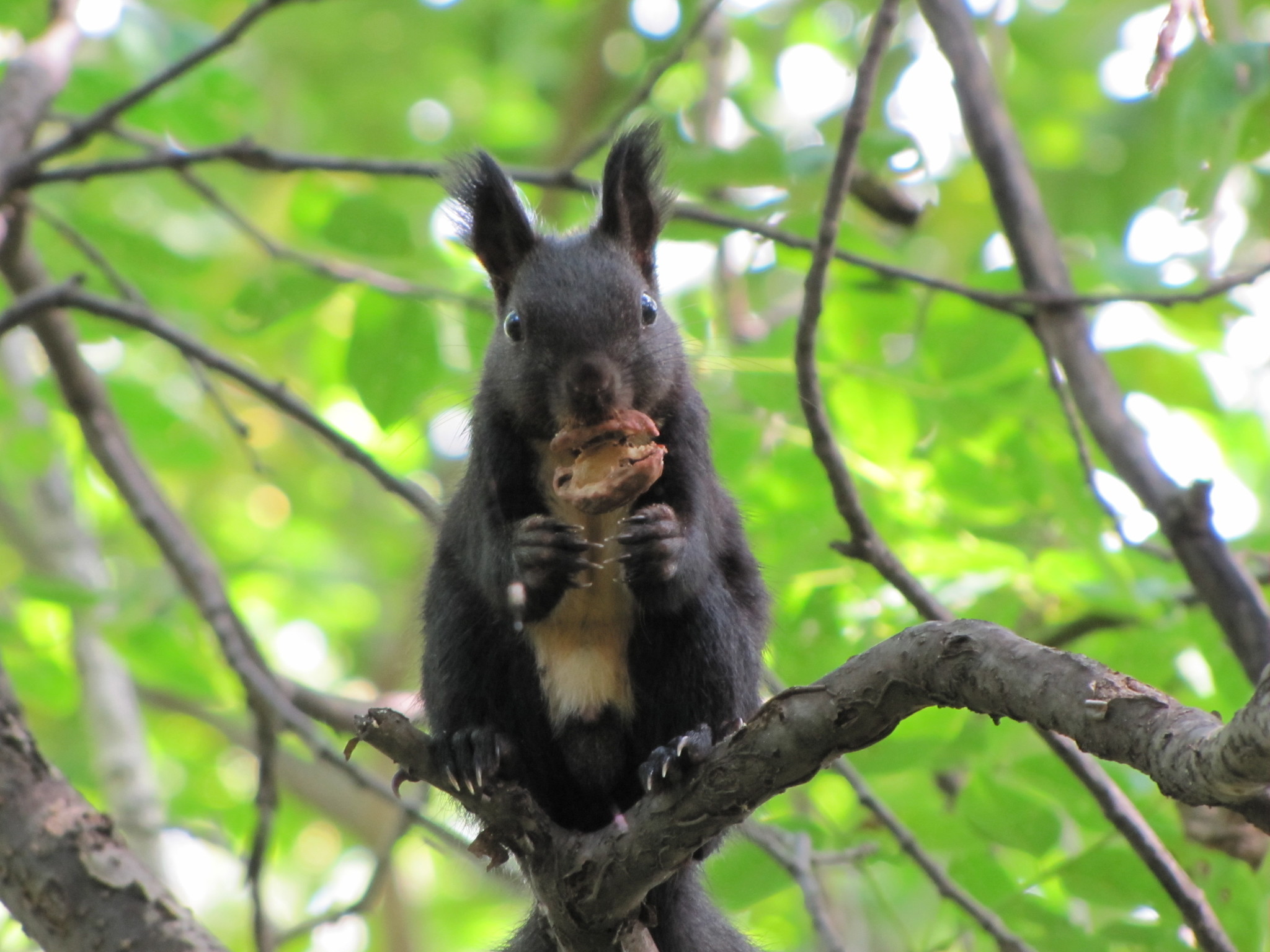 black squirrels - My, Squirrel, The photo, Amur region, Liberty, Longpost