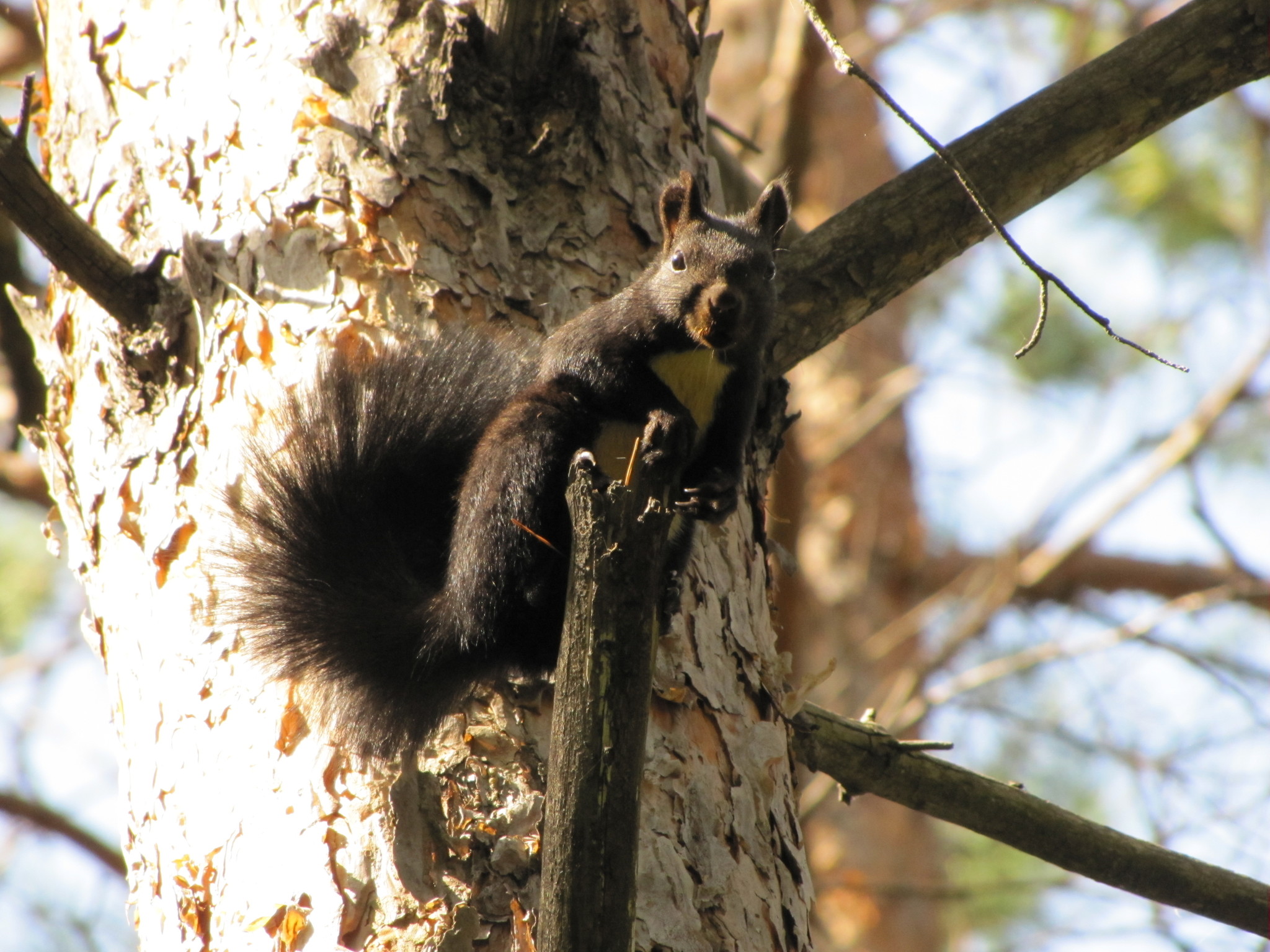 black squirrels - My, Squirrel, The photo, Amur region, Liberty, Longpost