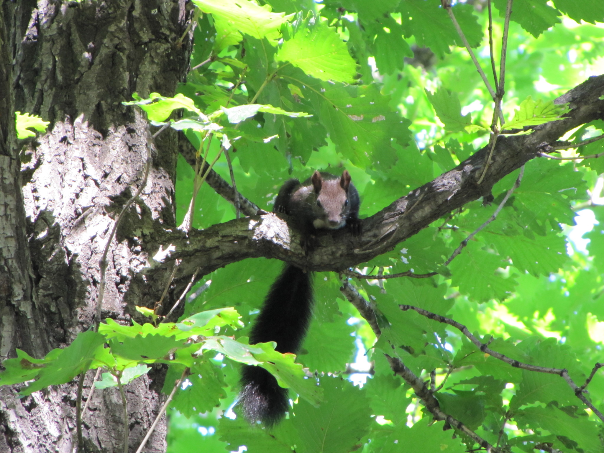 black squirrels - My, Squirrel, The photo, Amur region, Liberty, Longpost