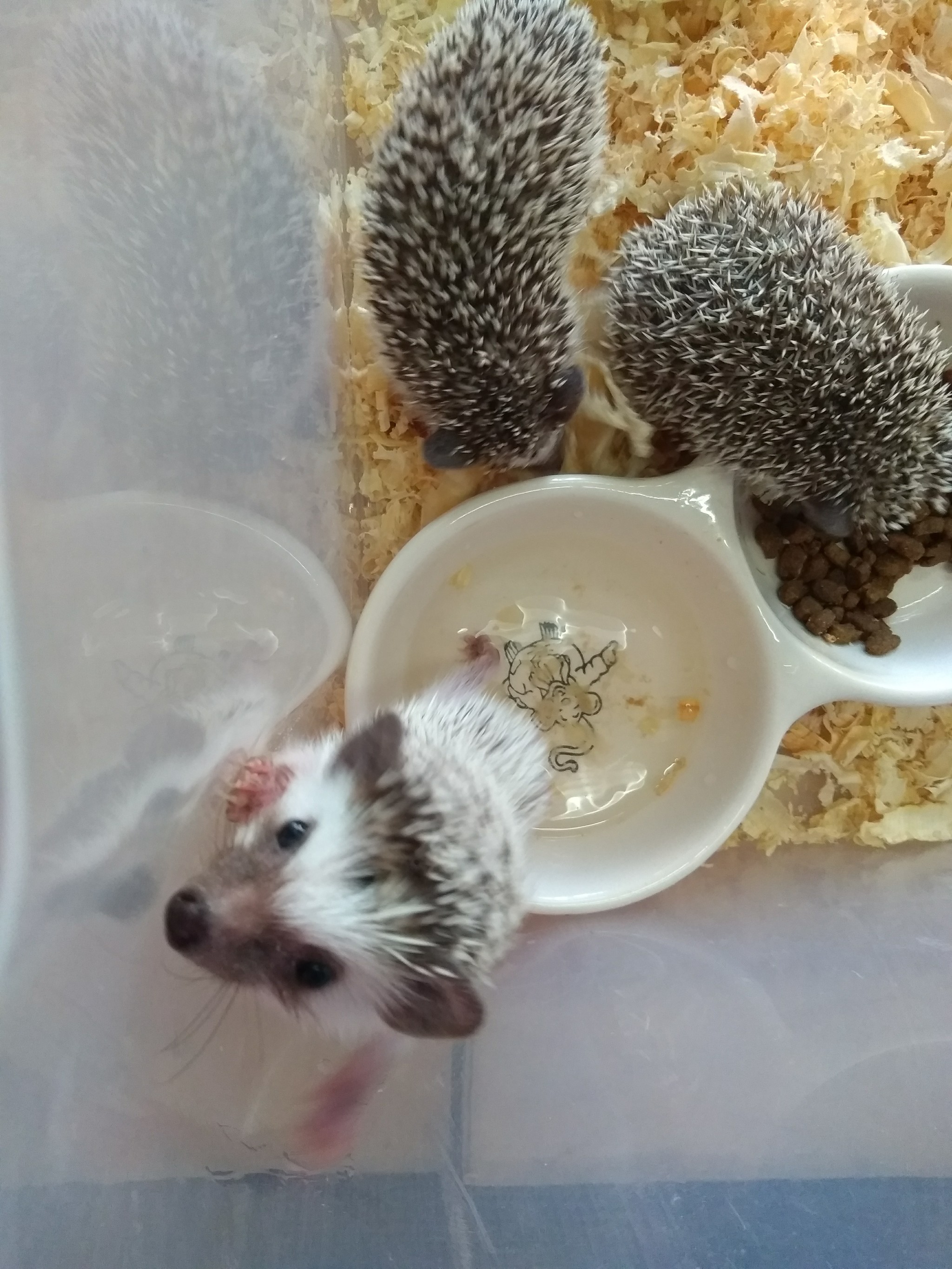 We visited the festival of hedgehogs in St. Petersburg - My, Loft Project Floors, African pygmy hedgehog, Longpost