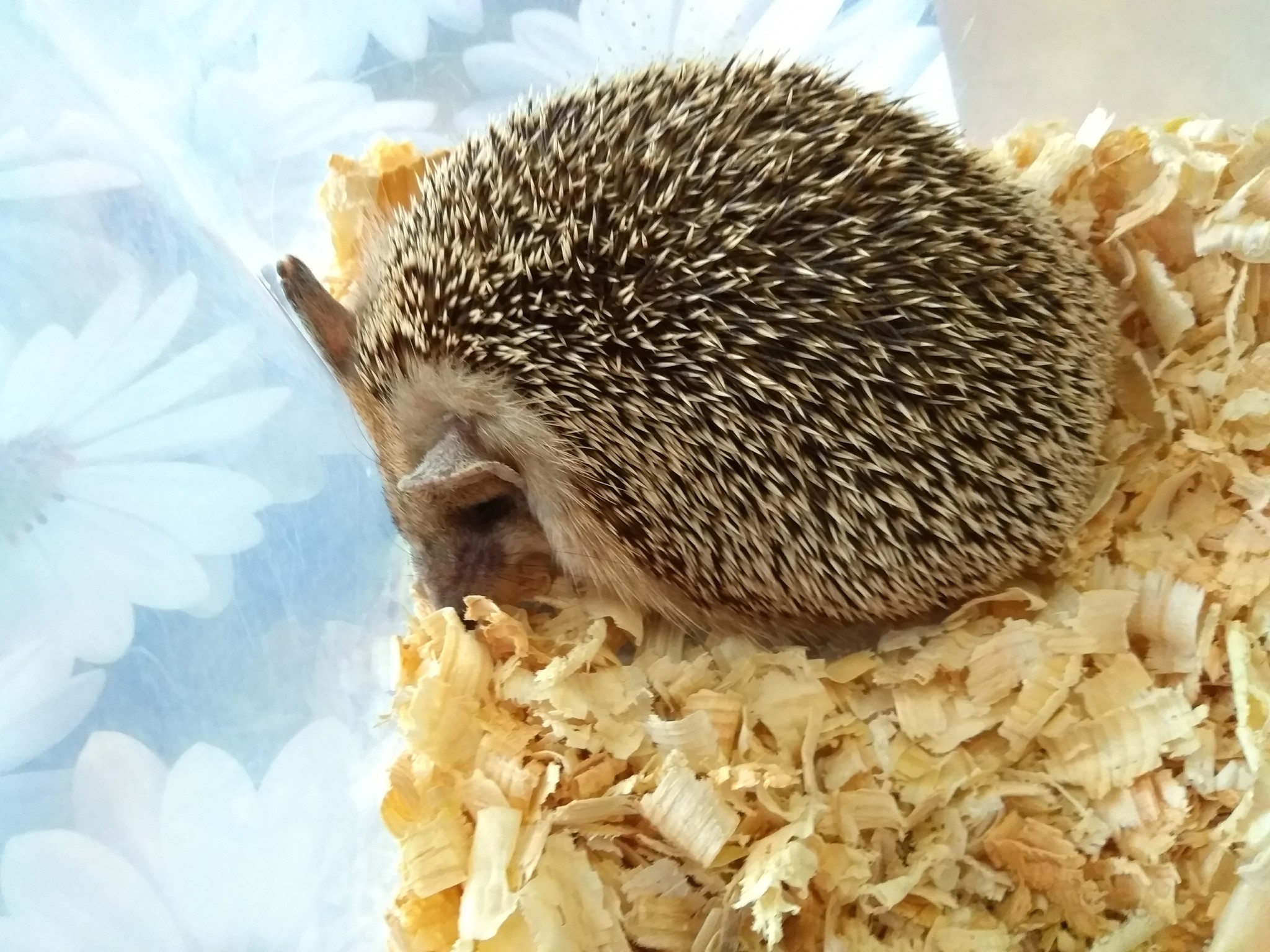 We visited the festival of hedgehogs in St. Petersburg - My, Loft Project Floors, African pygmy hedgehog, Longpost