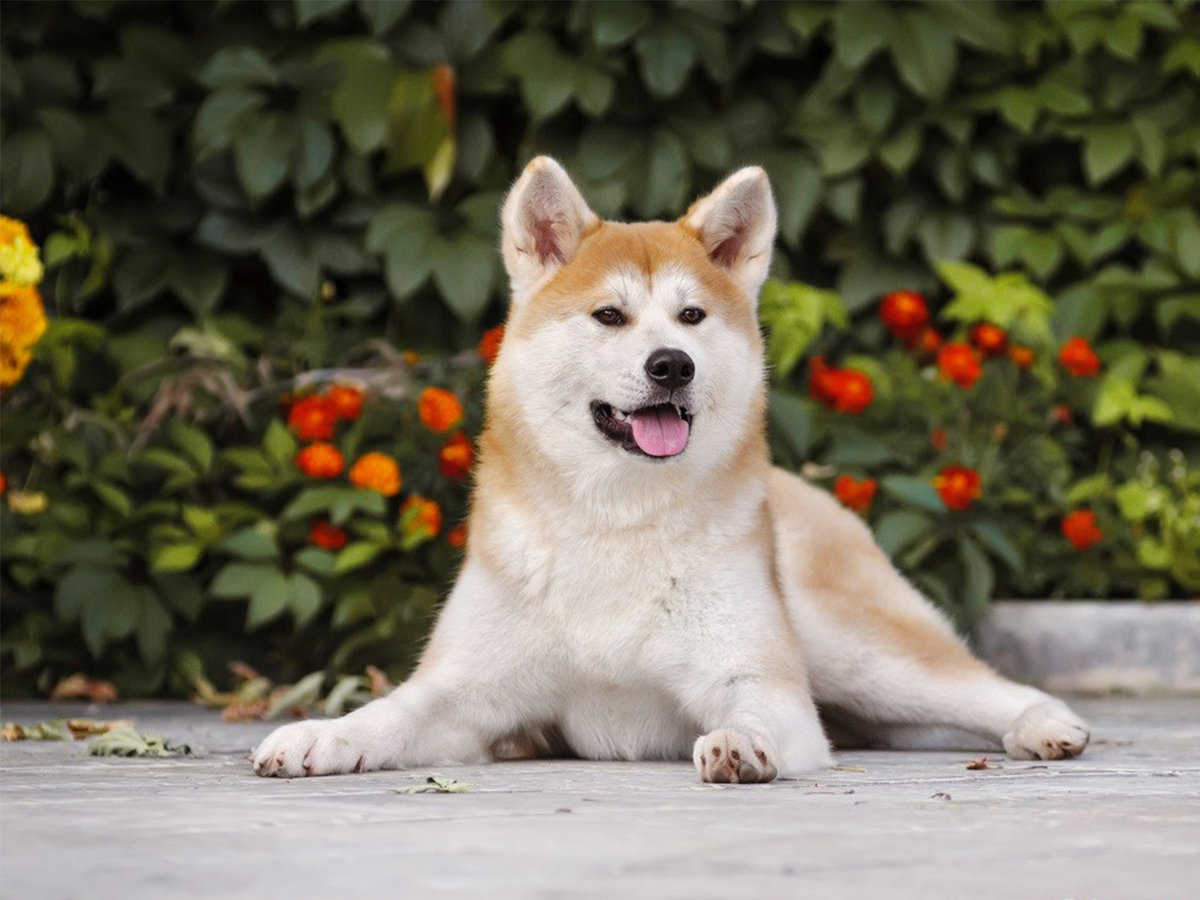 Akita Inu (Japanese) - Dog, Breed, Dog breeds, The photo, Dog lovers, Longpost, Akita inu