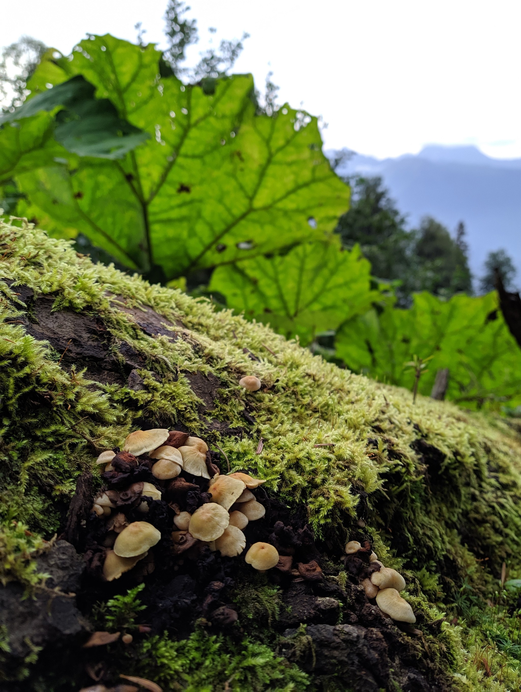 Mushrooms. And a slug. - My, Beginning photographer, Mushrooms, No filters, Longpost