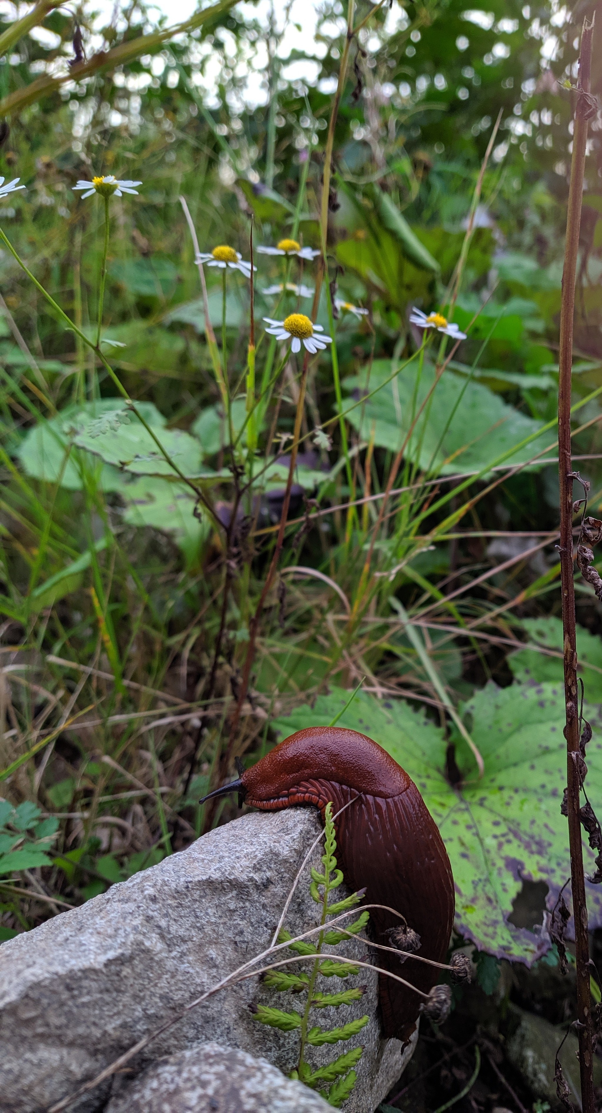 Mushrooms. And a slug. - My, Beginning photographer, Mushrooms, No filters, Longpost