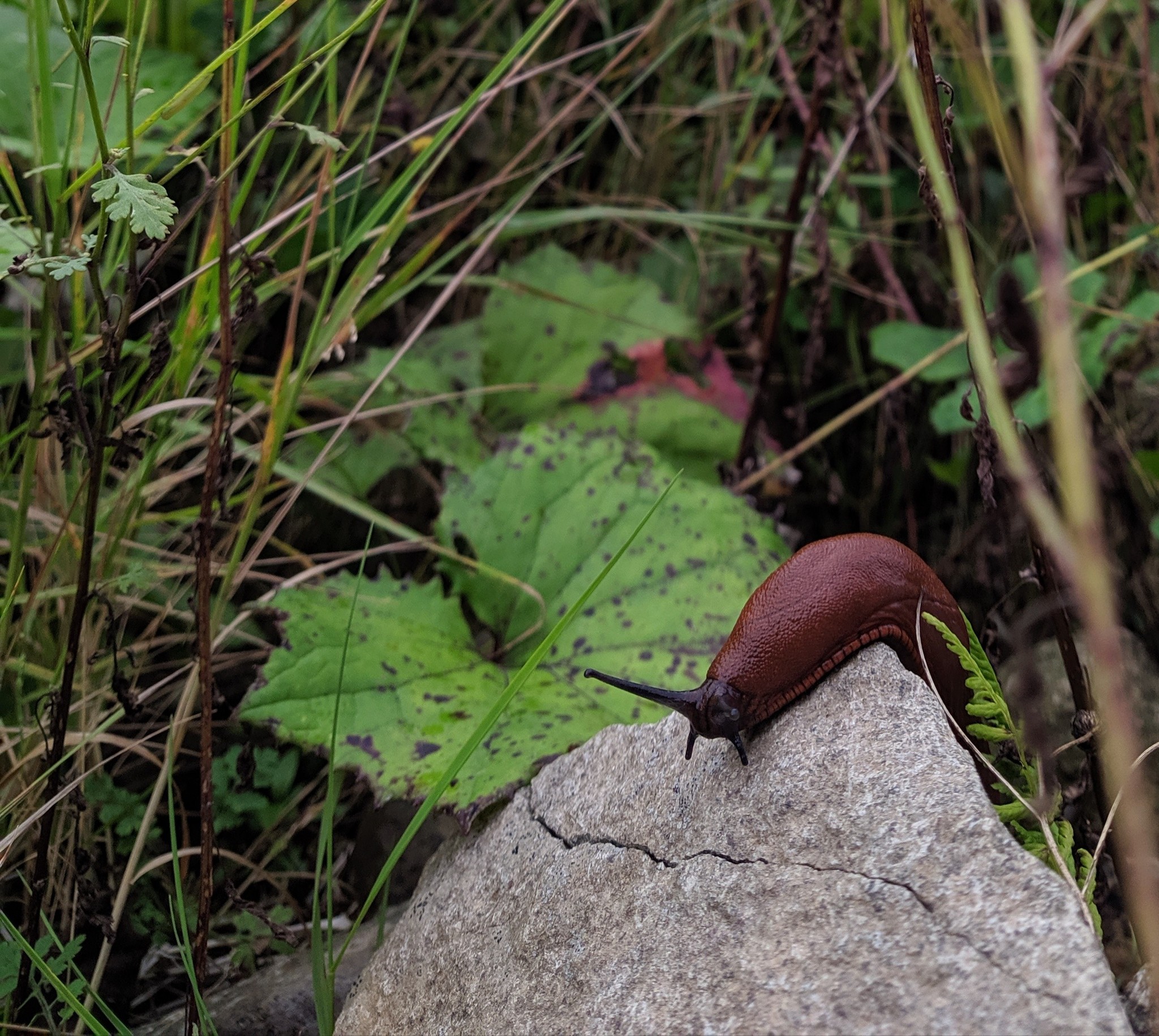 Mushrooms. And a slug. - My, Beginning photographer, Mushrooms, No filters, Longpost