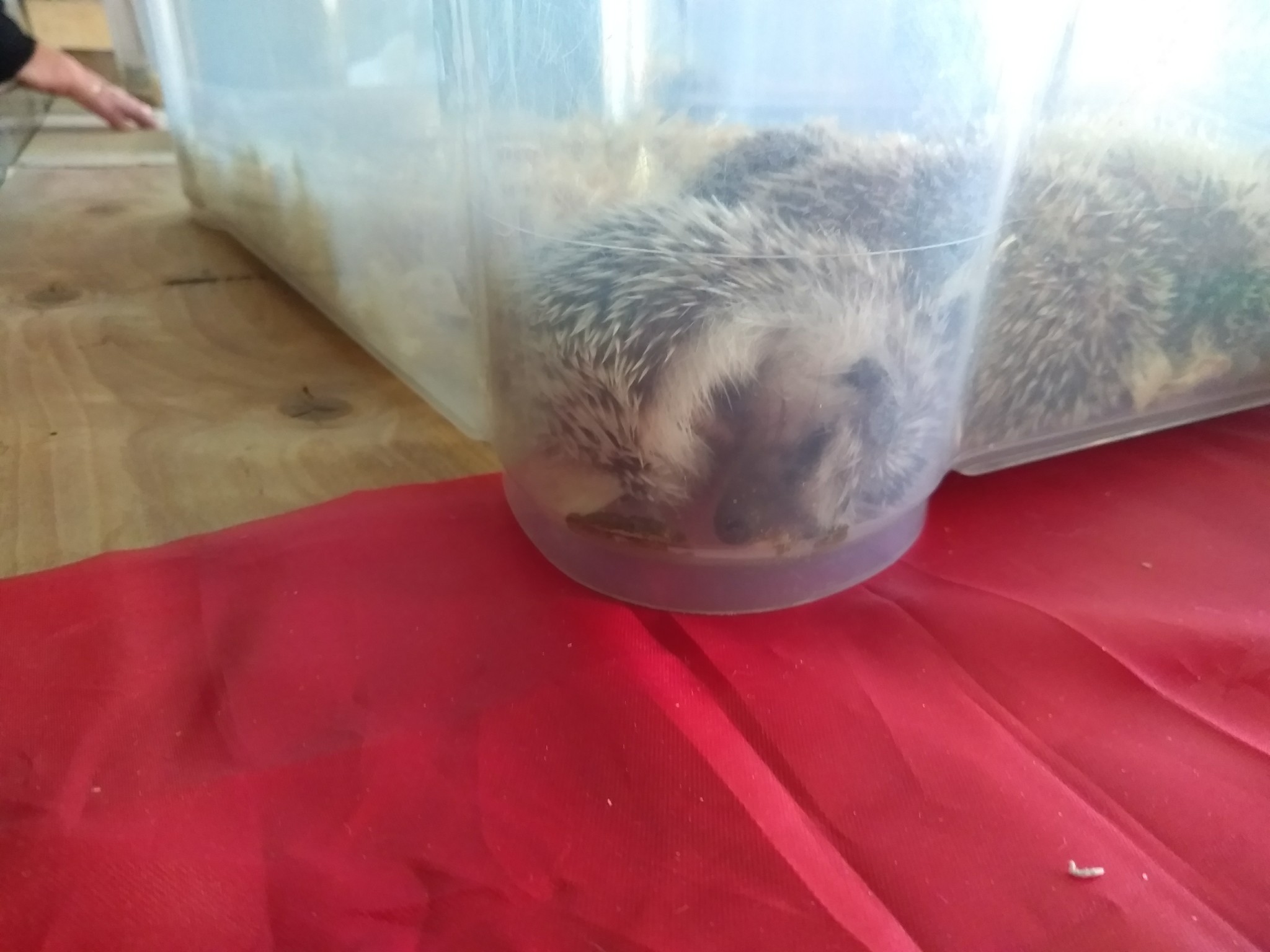 We visited the festival of hedgehogs in St. Petersburg - My, Loft Project Floors, African pygmy hedgehog, Longpost