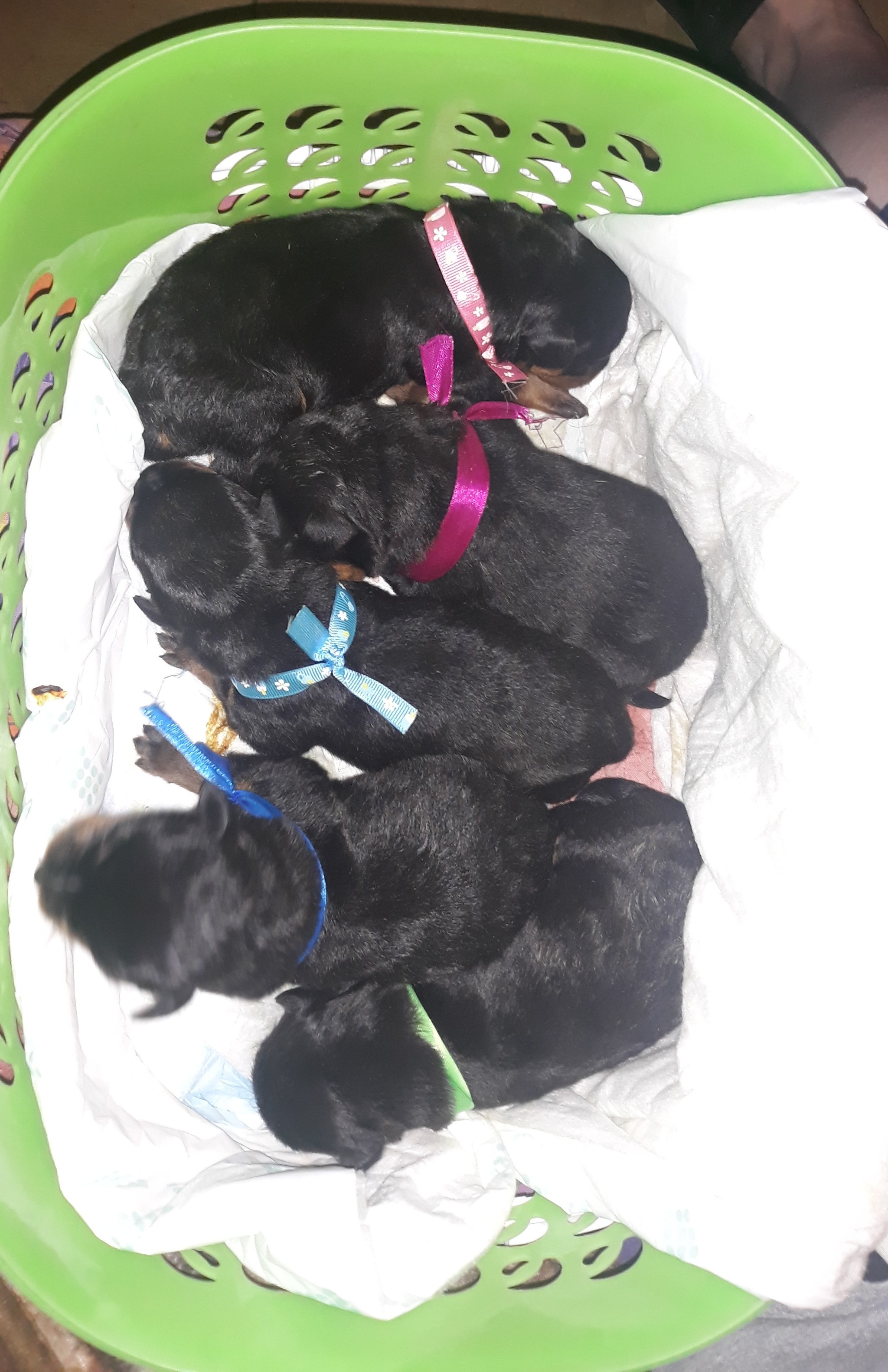 Evil Rottweilers) - My, Rottweiler, Puppies, Dog, Saint Petersburg, Video, Longpost