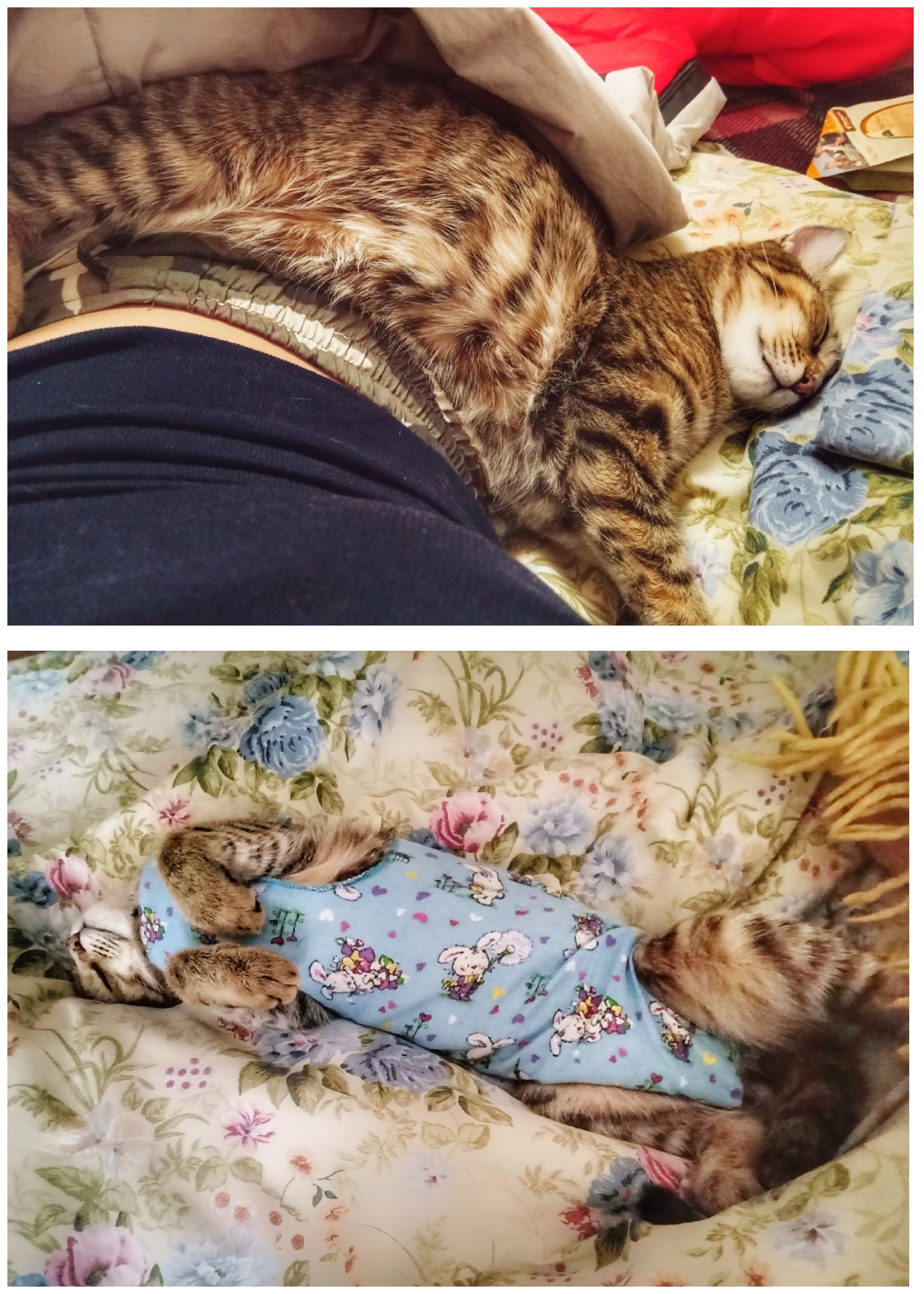 How my cat sleeps (name became dull due to comments) - My, cat, Catomafia, Longpost, Pet, Dream, Mustachioed - Striped, Pets