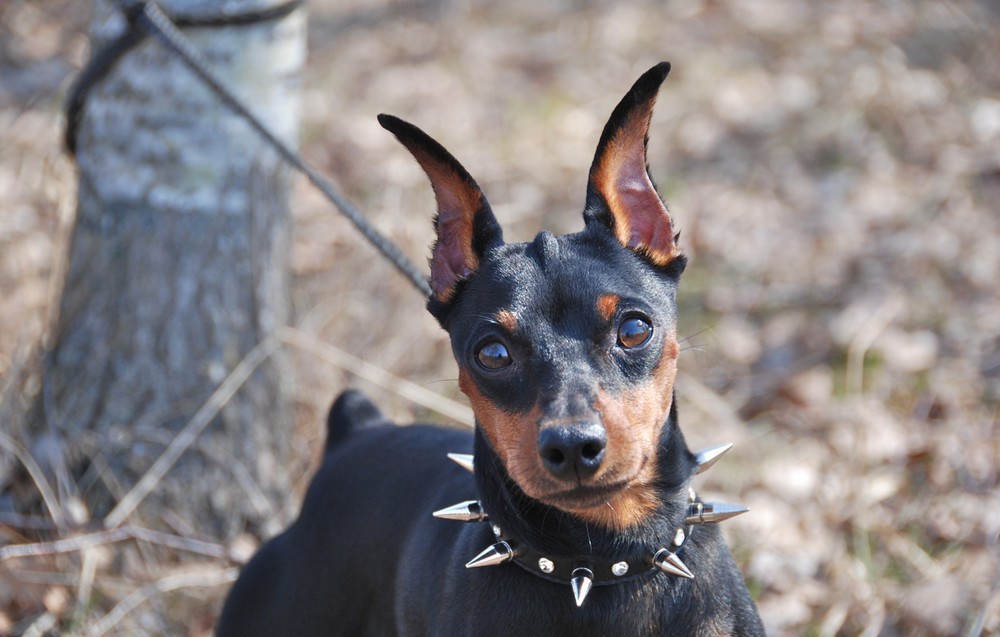 Miniature Pinscher - Dog, Breed, Dog breeds, , Description, The photo, Pinscher, Dog lovers, Longpost