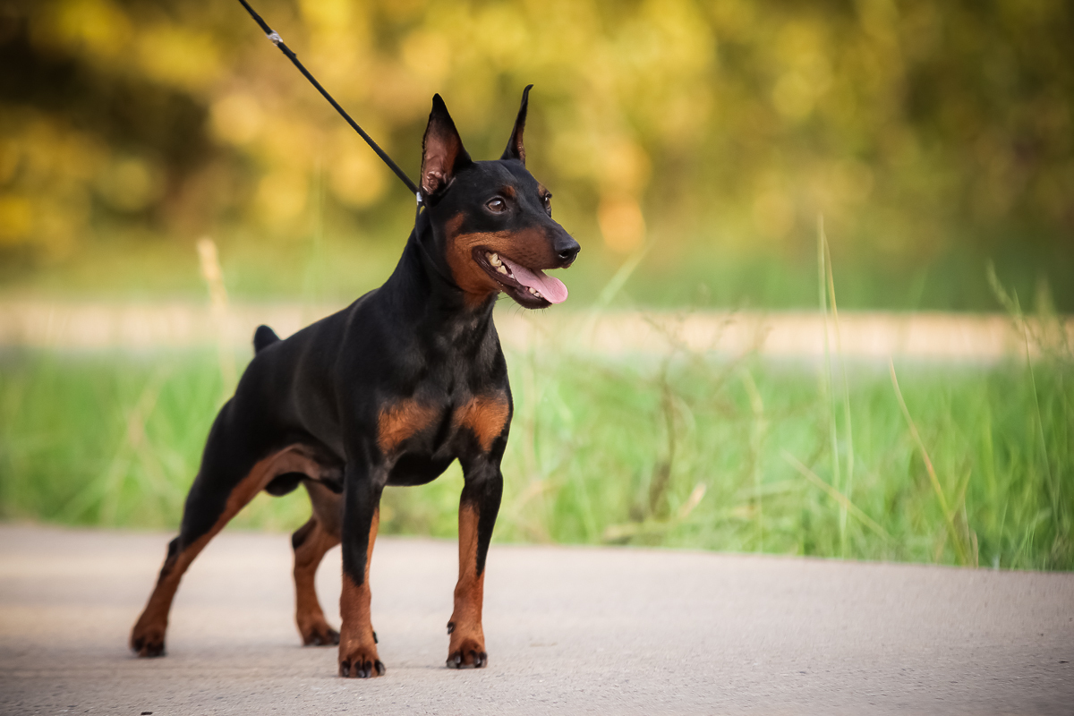 Miniature Pinscher - Dog, Breed, Dog breeds, , Description, The photo, Pinscher, Dog lovers, Longpost