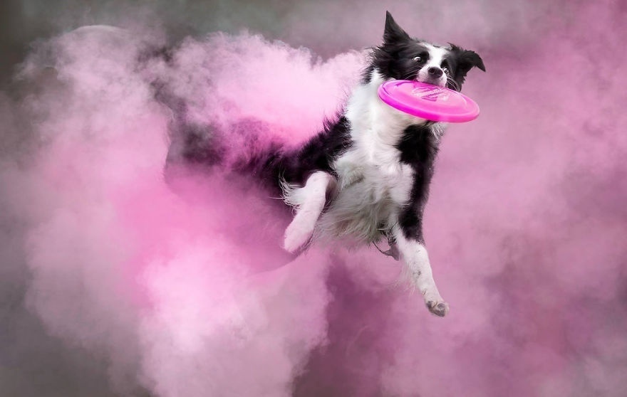 Photo session with colored powder - Dog, The photo, Paints, beauty, Longpost