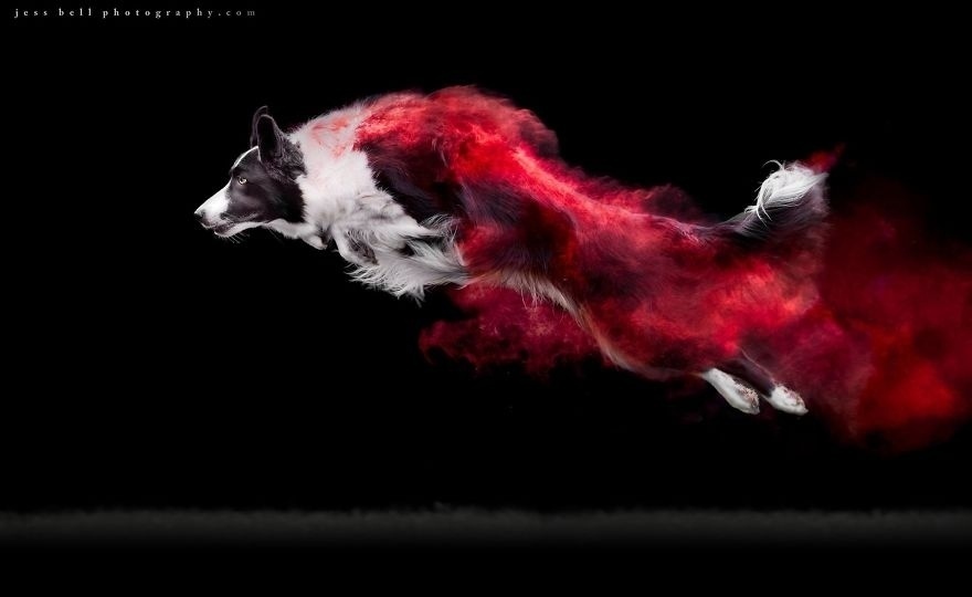 Photo session with colored powder - Dog, The photo, Paints, beauty, Longpost