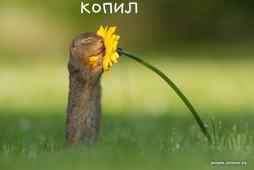 When you buy something new and expensive - Flowers, Purchase, Longpost, Gopher