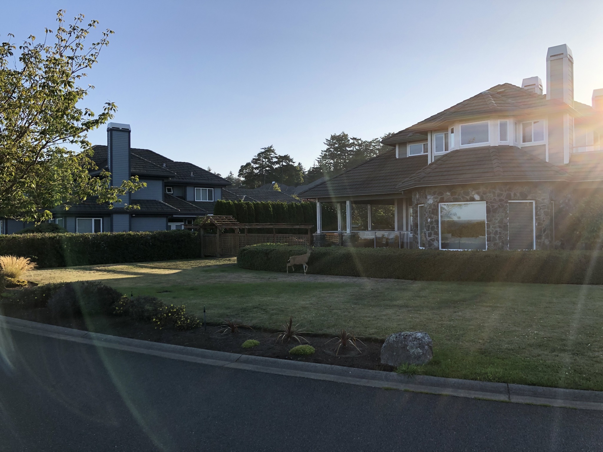 Deer - My, Deer, Town, Road, House, The street, Evening, Canada, Longpost, Deer