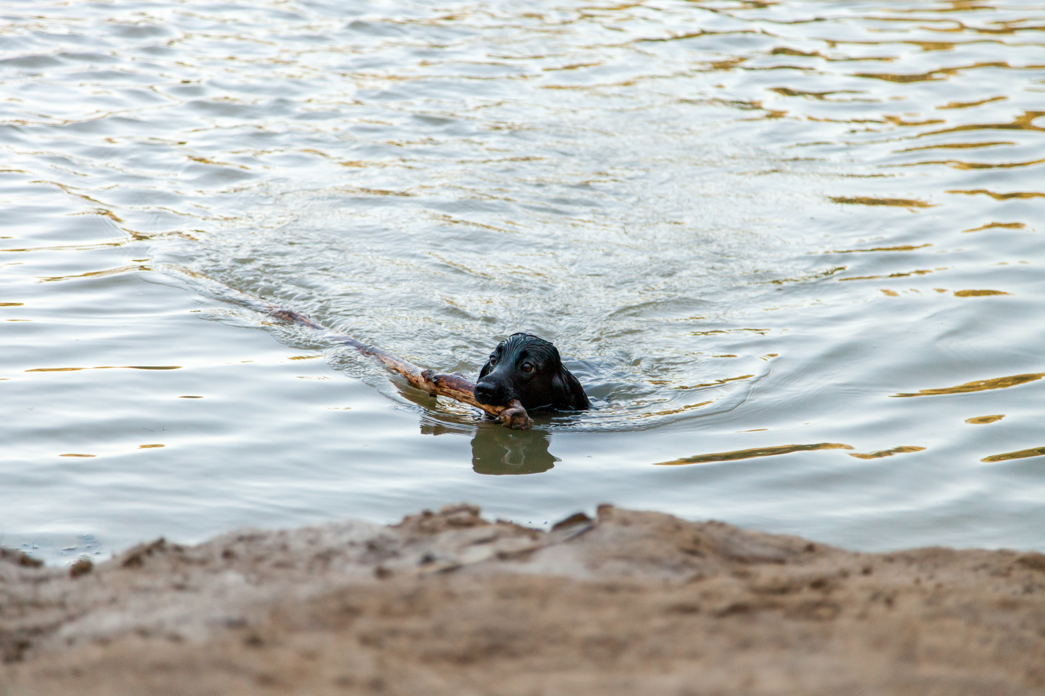 He does not carry his own burden) - My, Dog, dog joys, Longpost