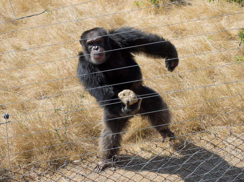 Chimpanzee in the reserve scares away tourists with a stone - Chimpanzee, A rock, Reserve, The photo, Reserves and sanctuaries